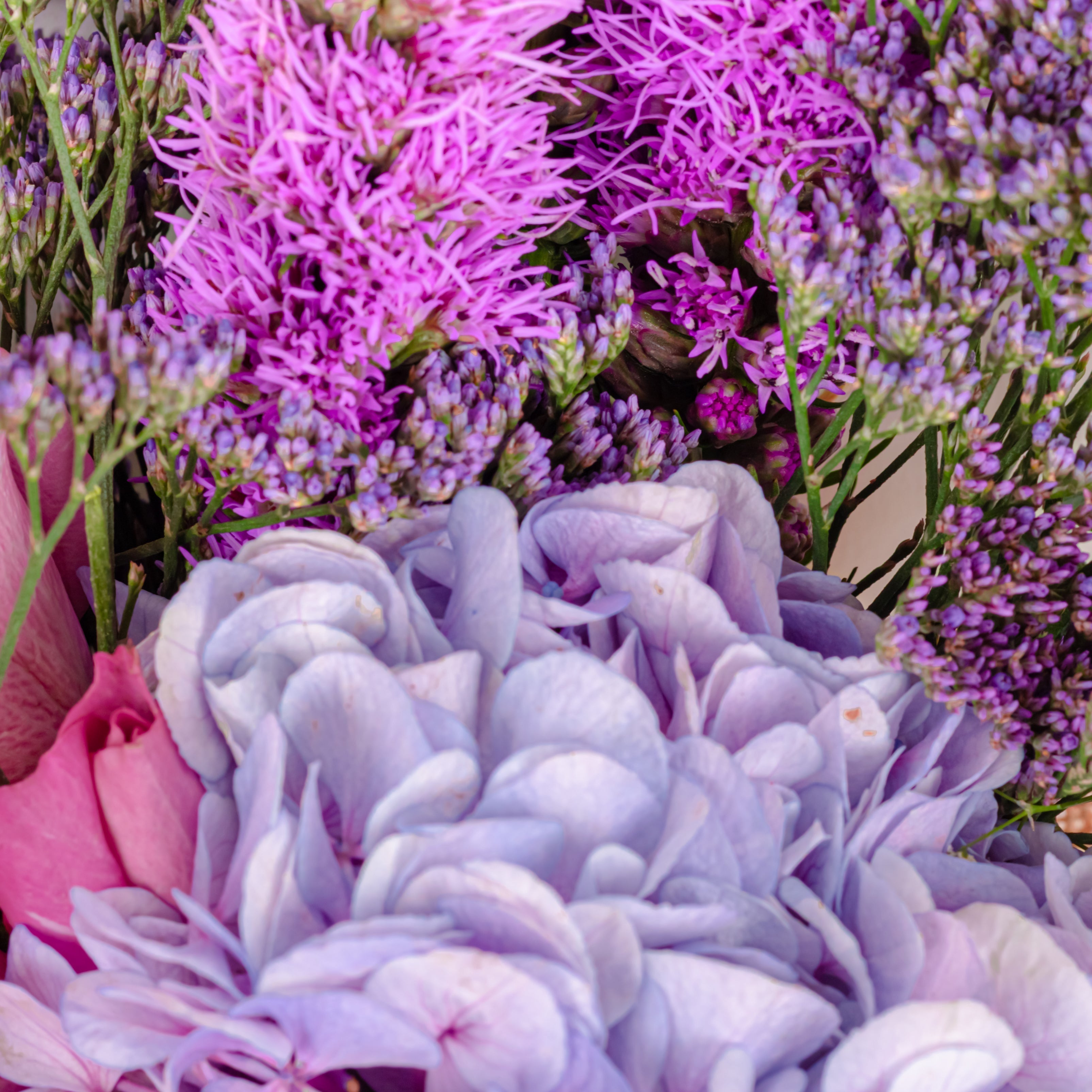 September Birth Flower
