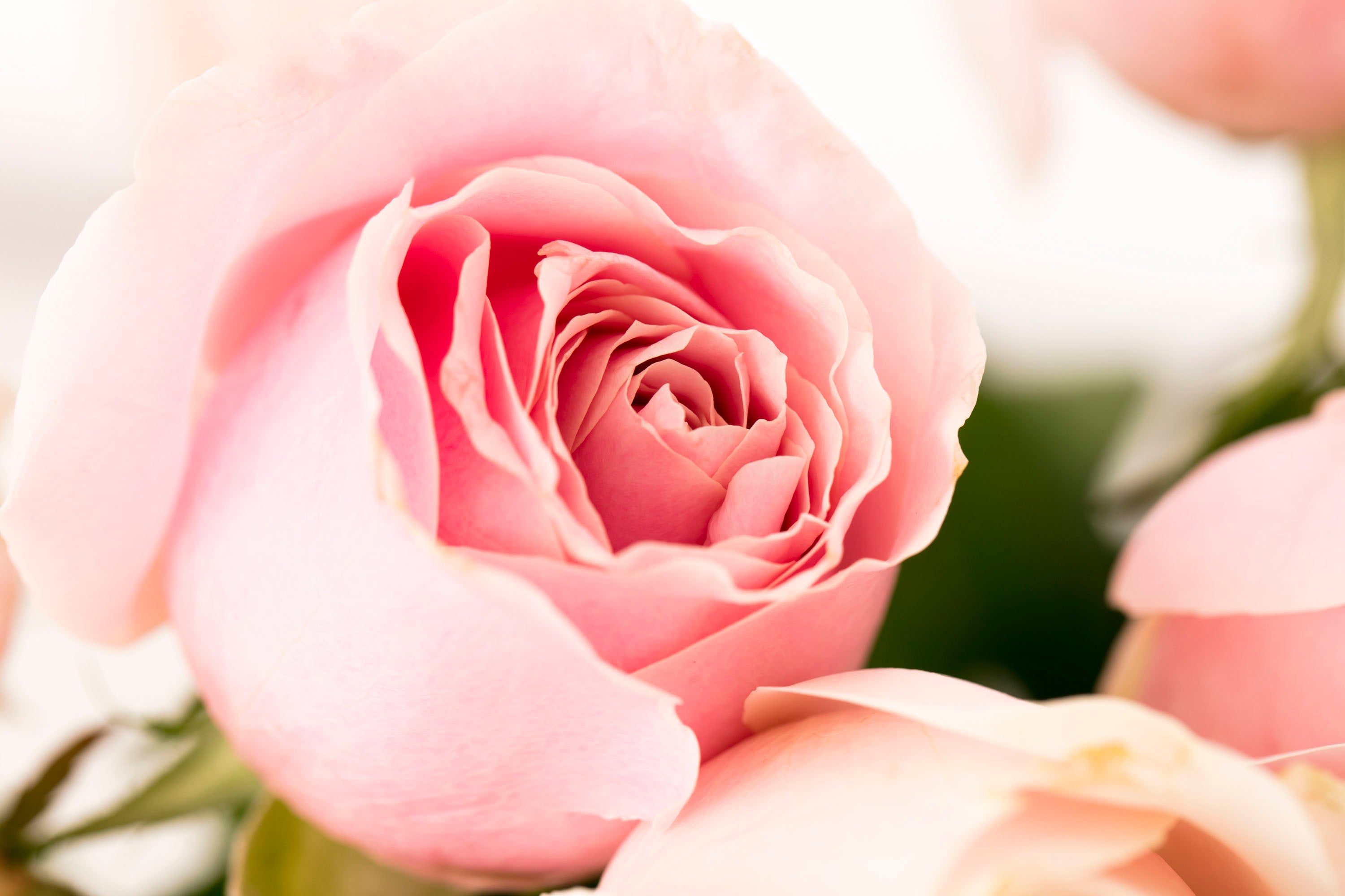 Flowers That Symbolise Love
