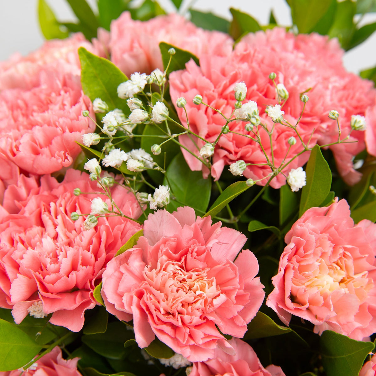 All About Carnations