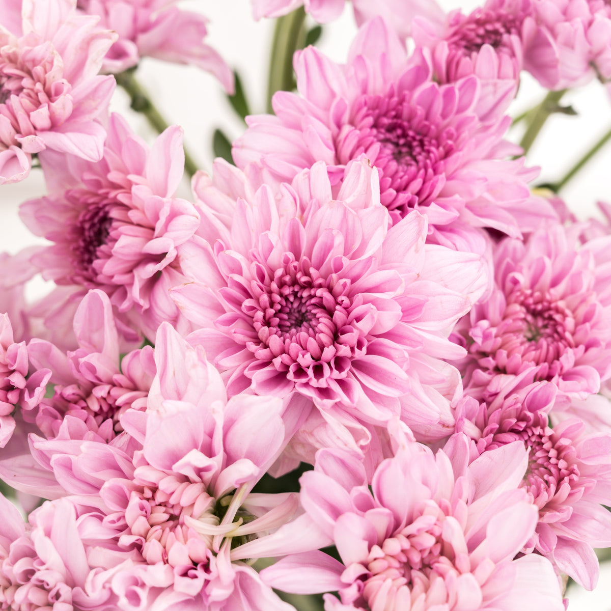 November Birth Flower