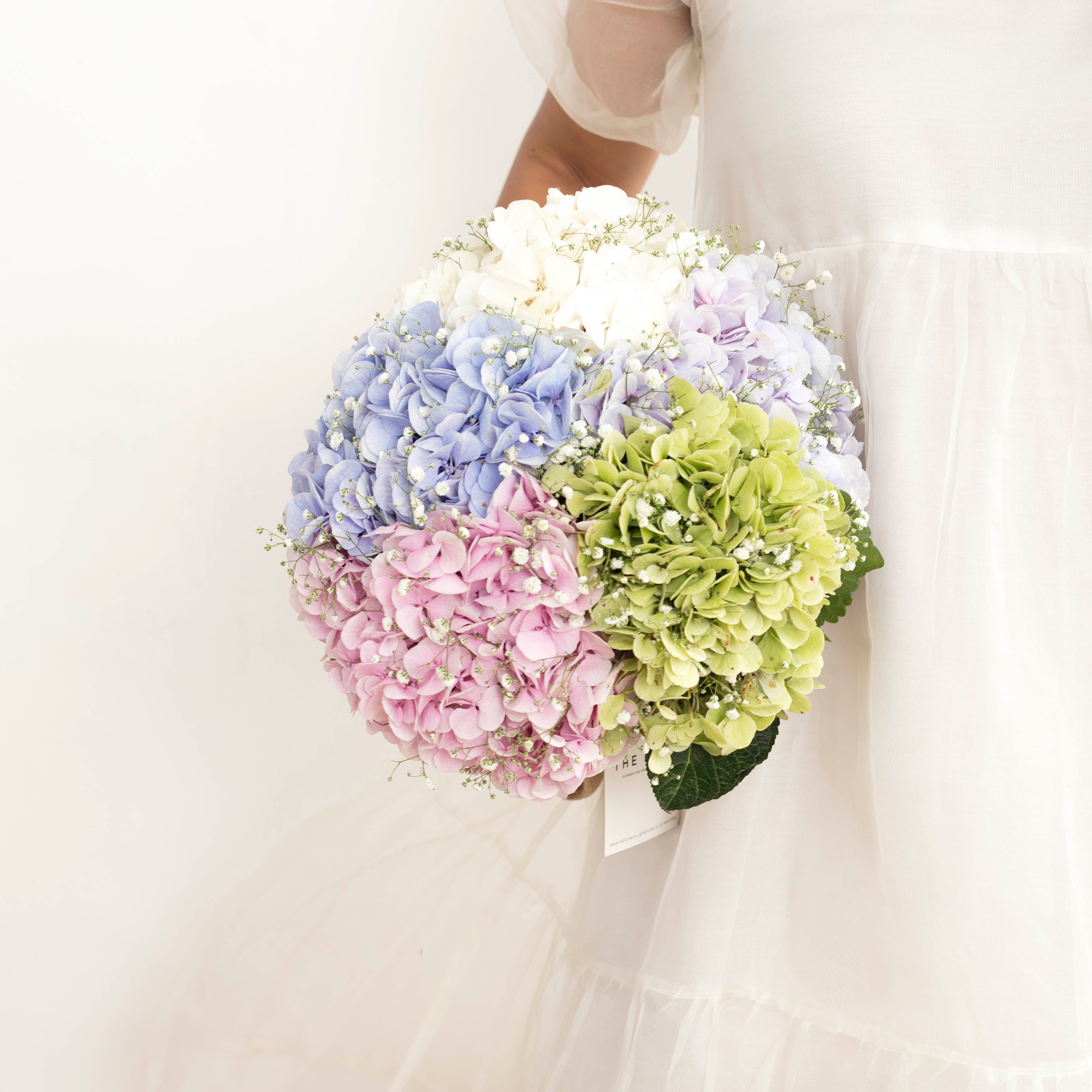 All About Hydrangeas