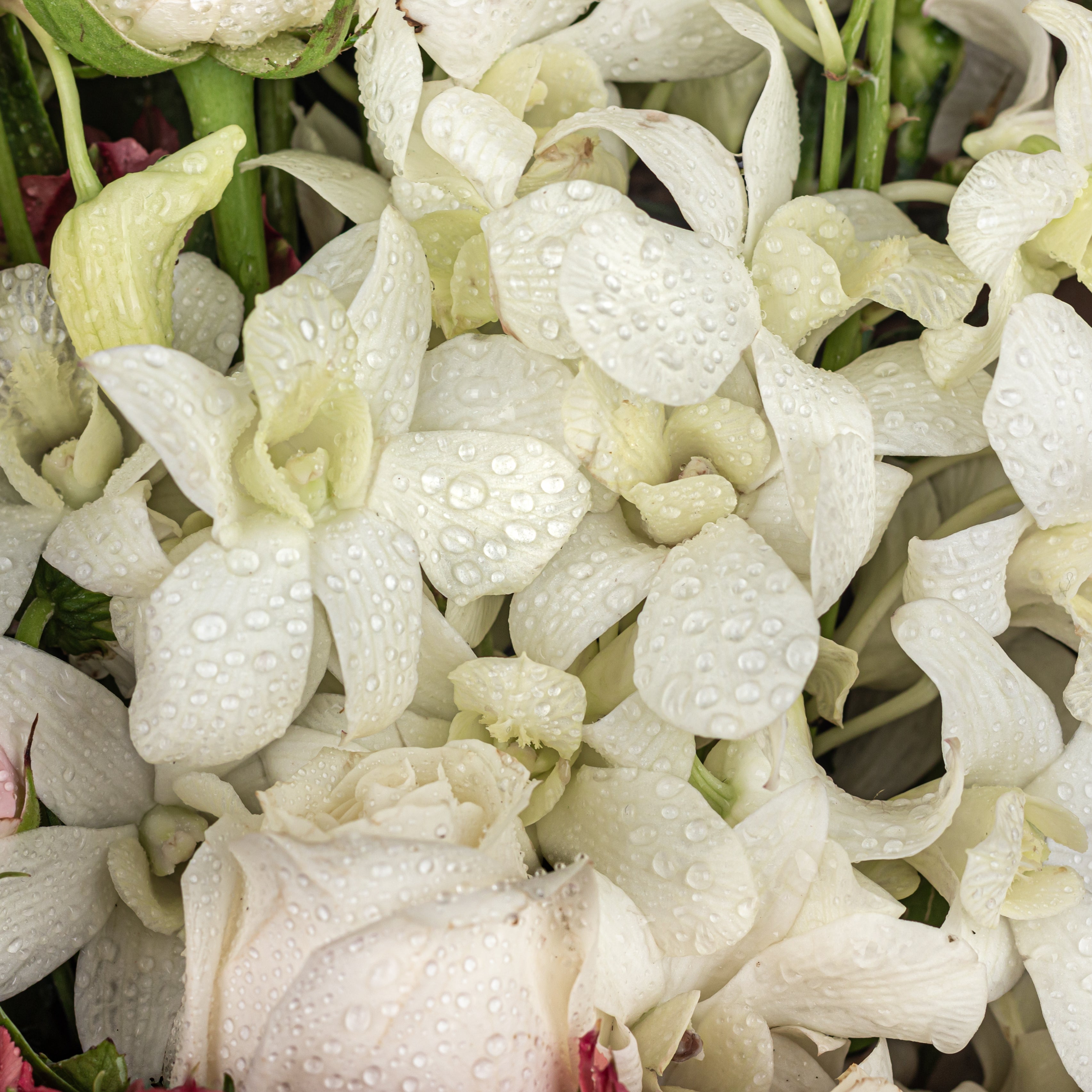 The perfect flower for every zodiac sign