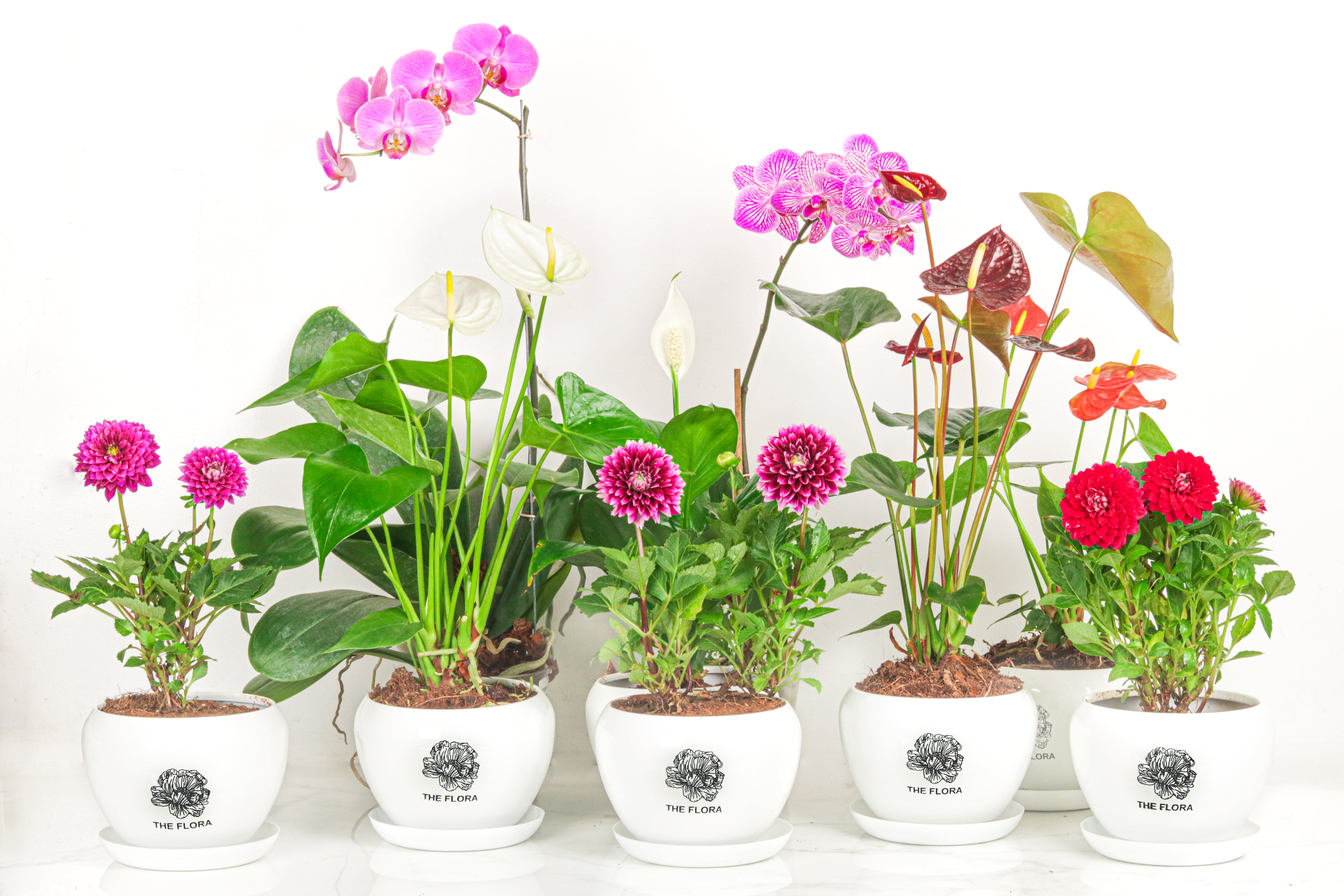 All About The Flora’s Potted Plants