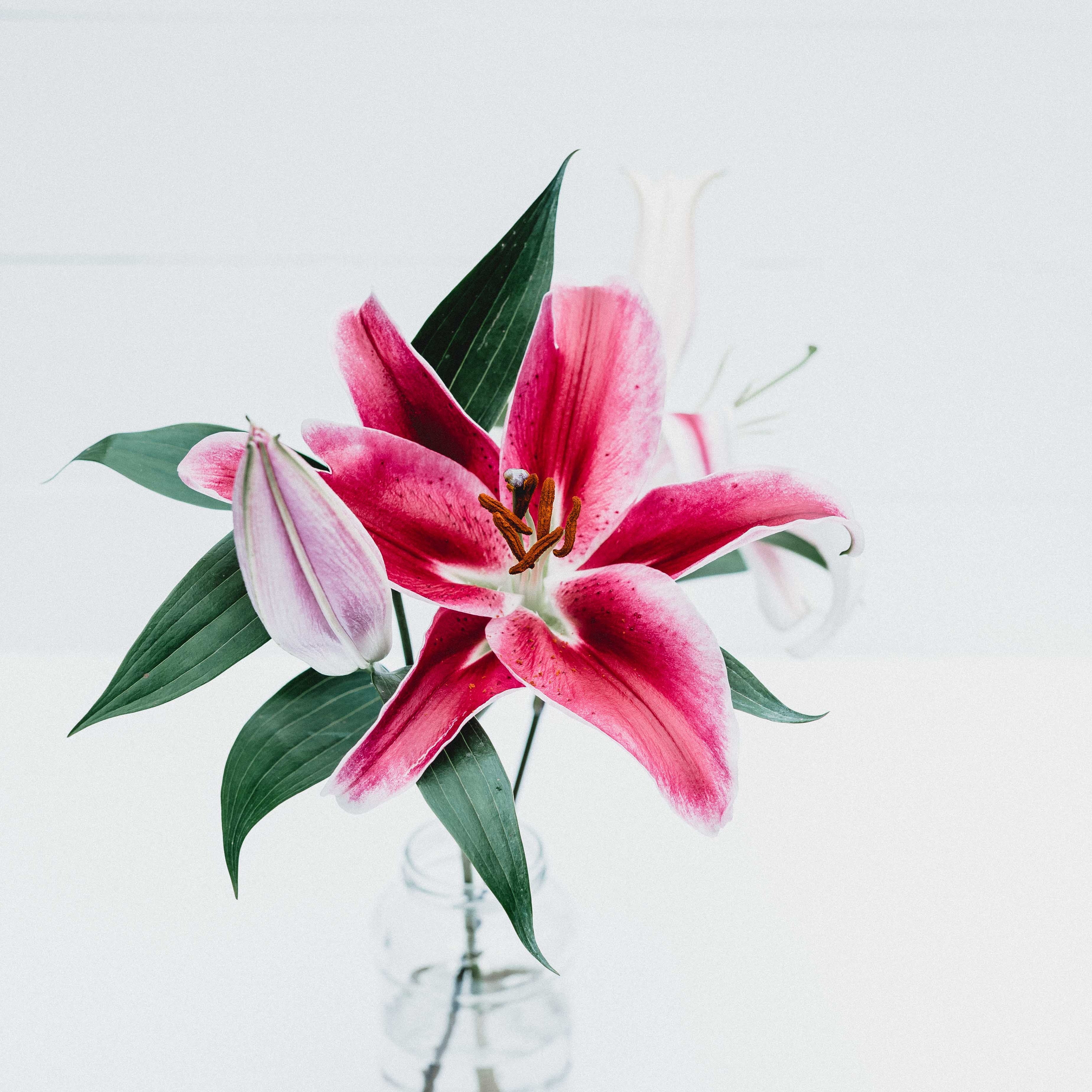 All About Lilies