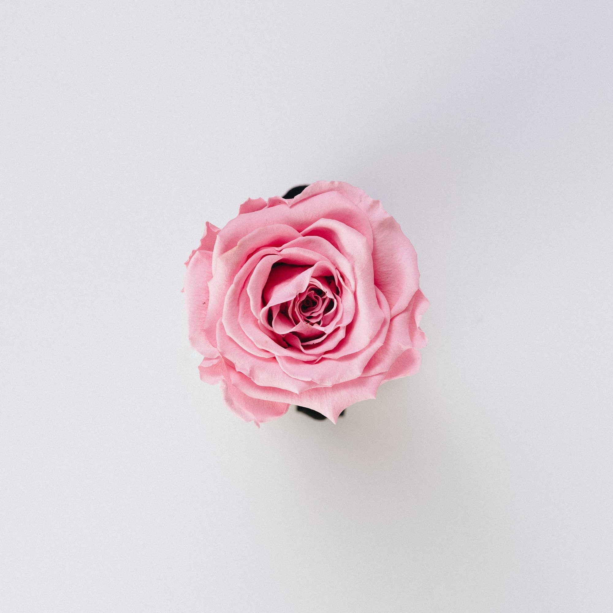 What Decides the Colour of Flowers