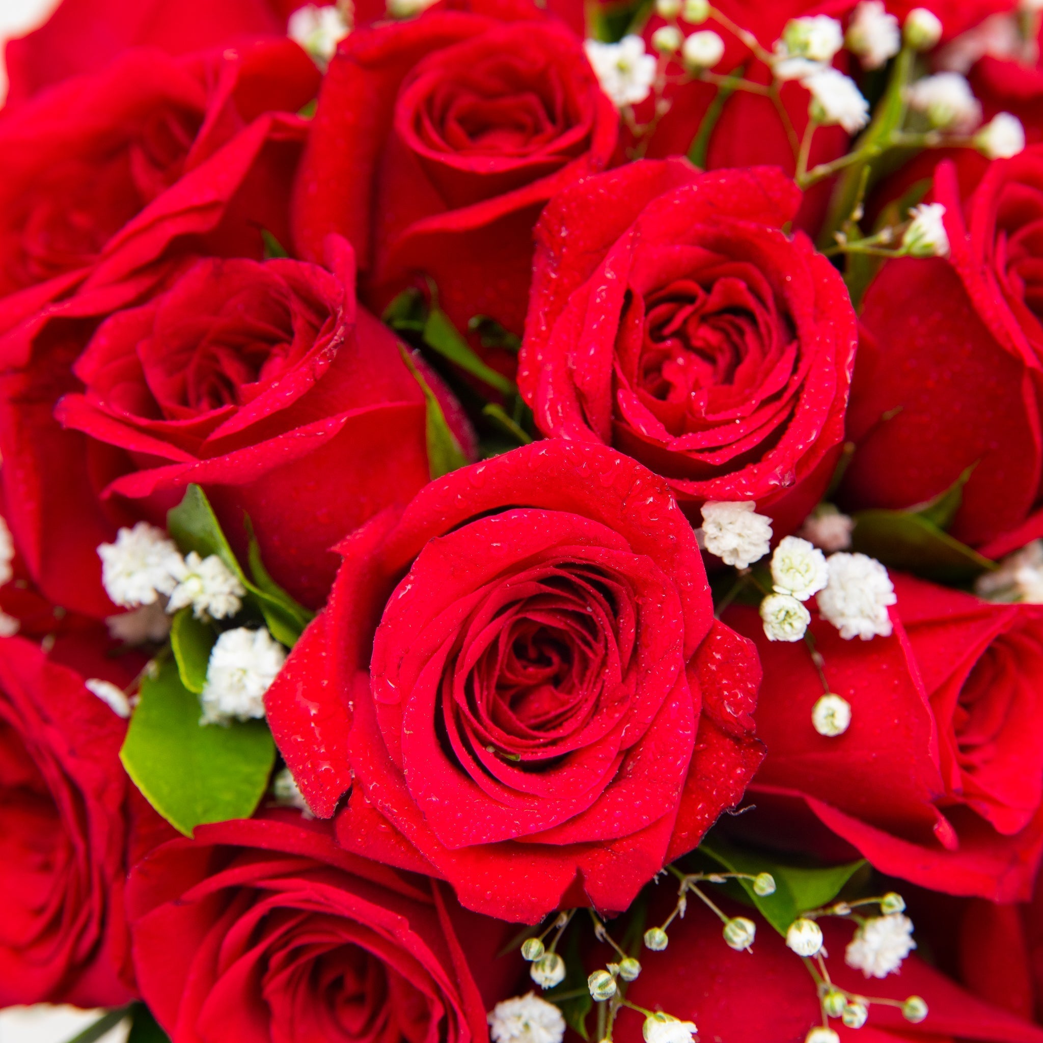 All About Roses