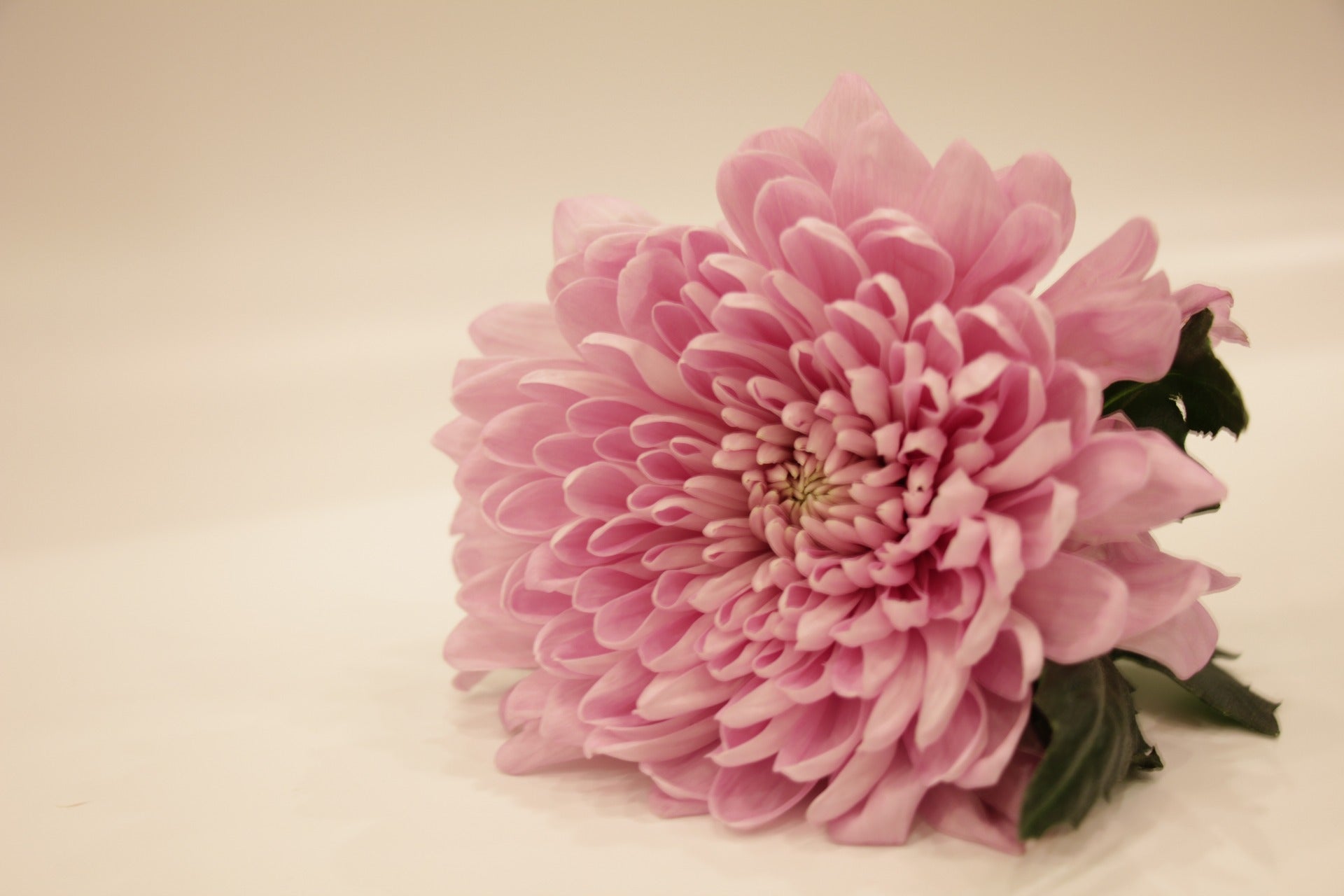 November Birth Flower