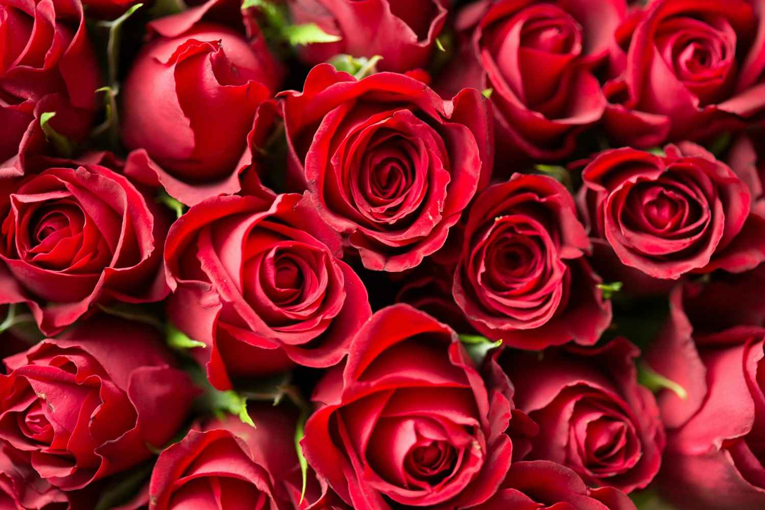 Valentine’s Week 2026
