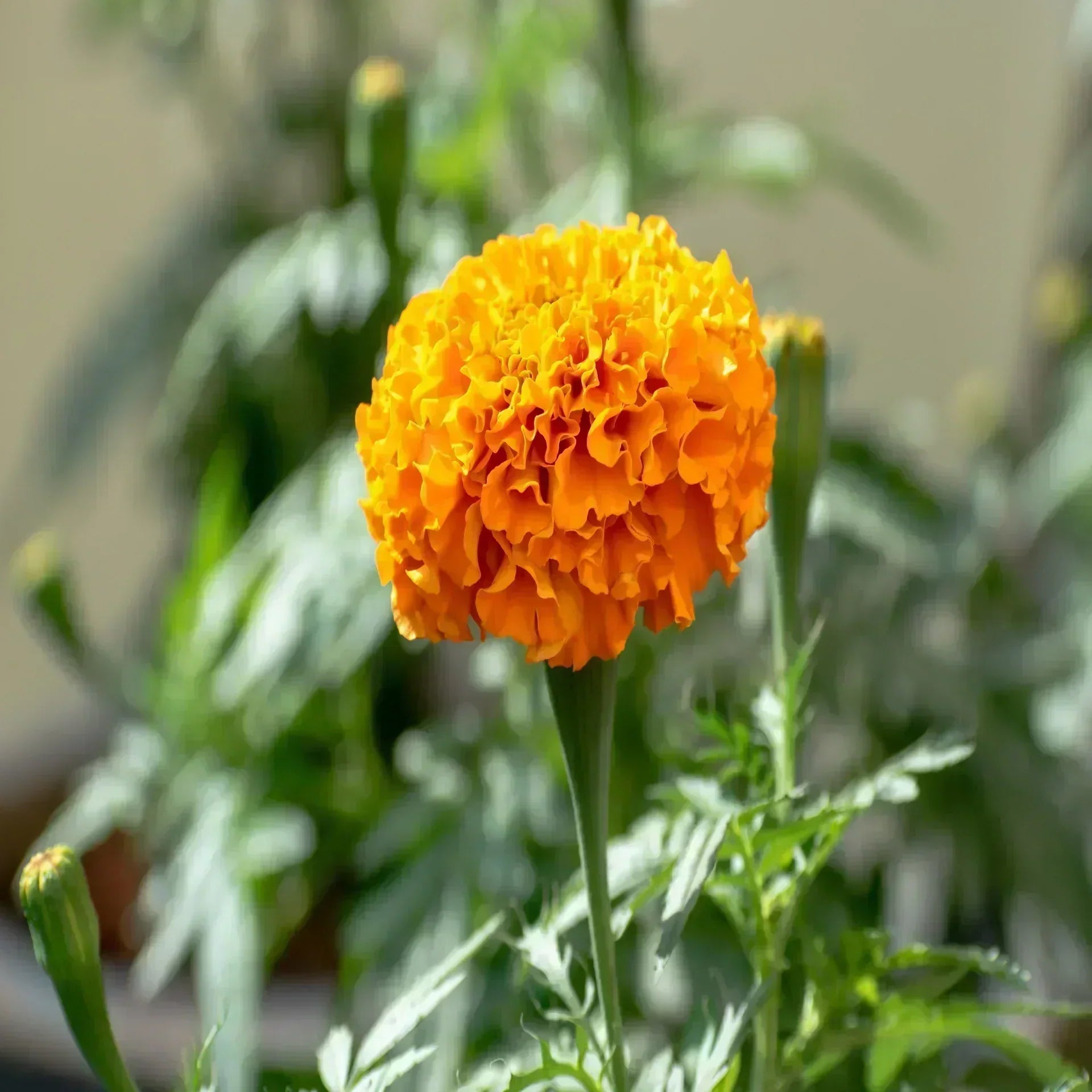 Spring Season Flowers