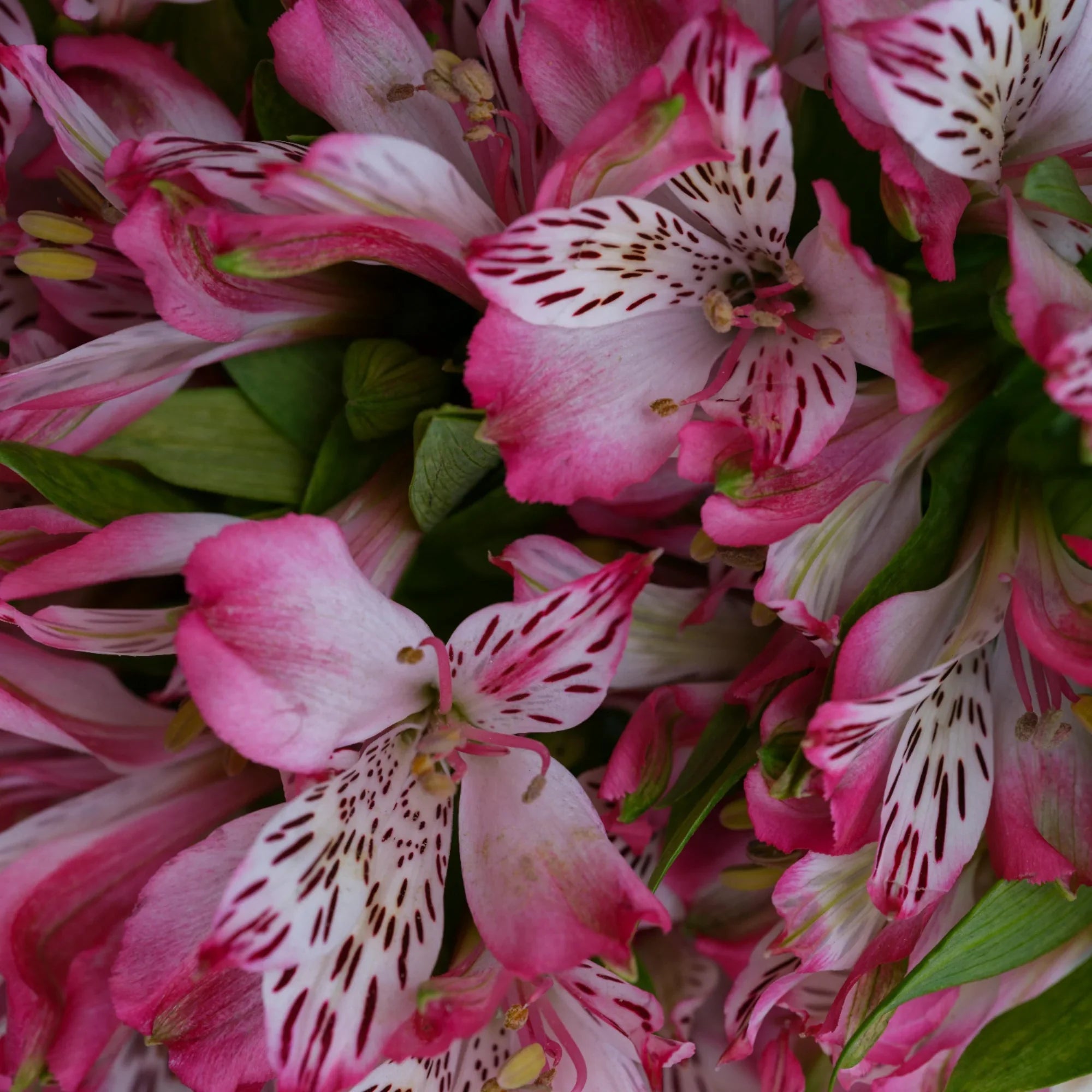 All About Alstroemerias