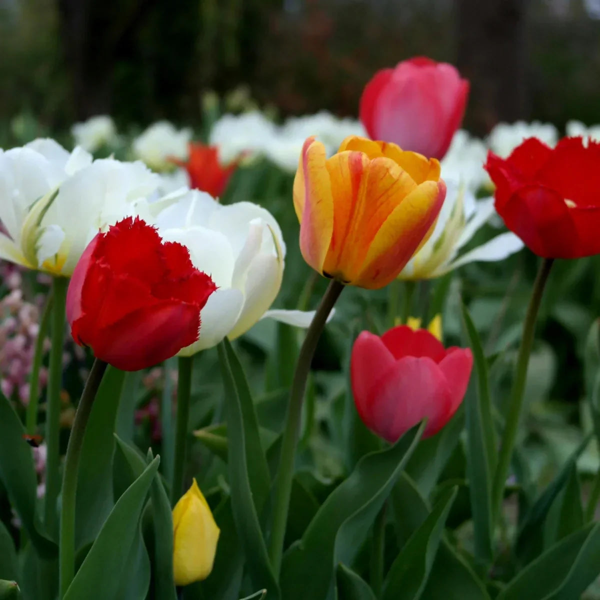All About Tulips