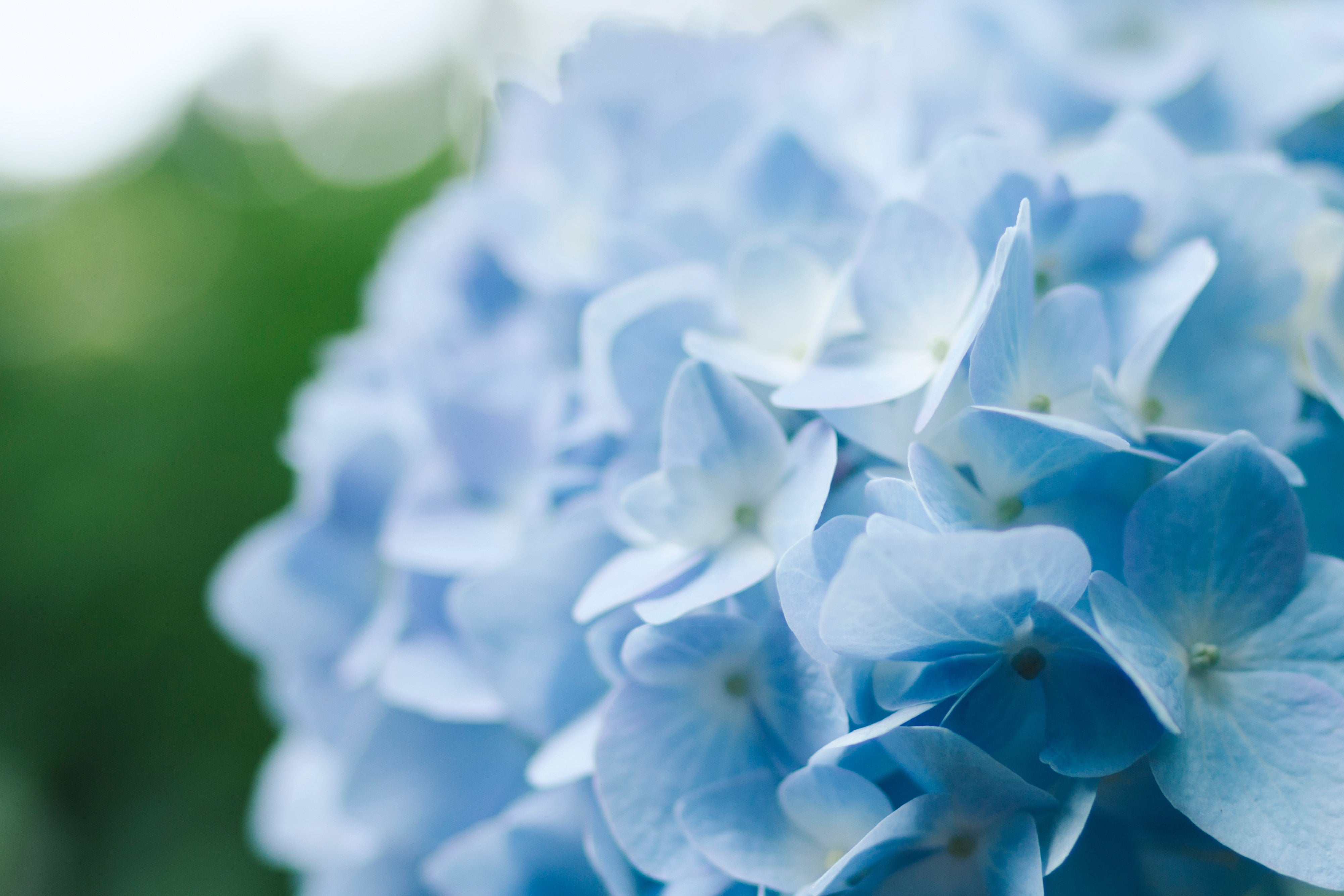 All About Hydrangeas