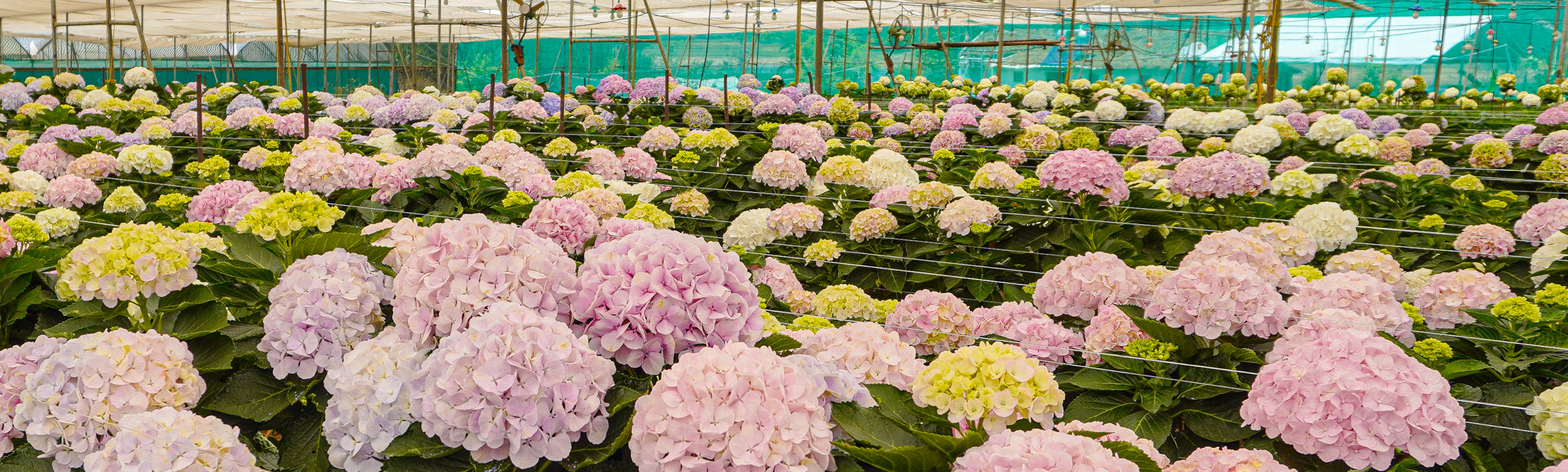 Hydrangea Haven