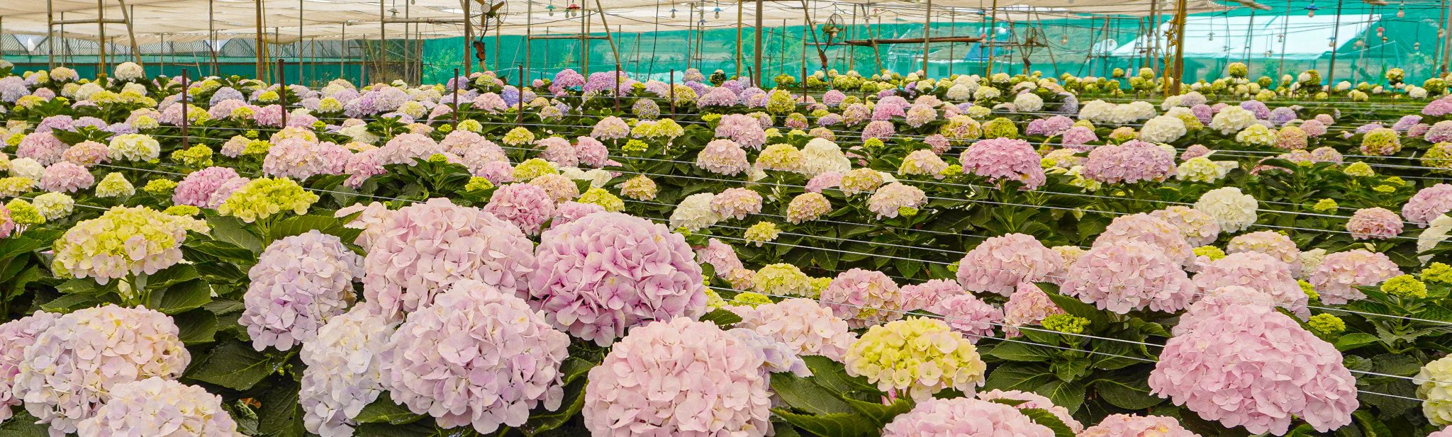 HYDRANGEA HAVEN //delhi