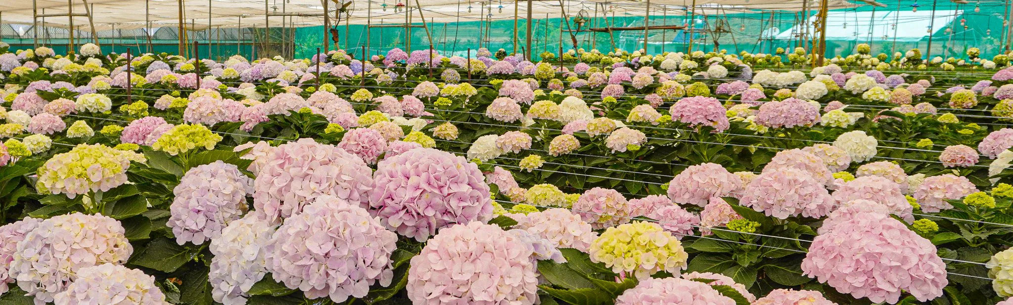 Hydrangea Haven //Mumbai