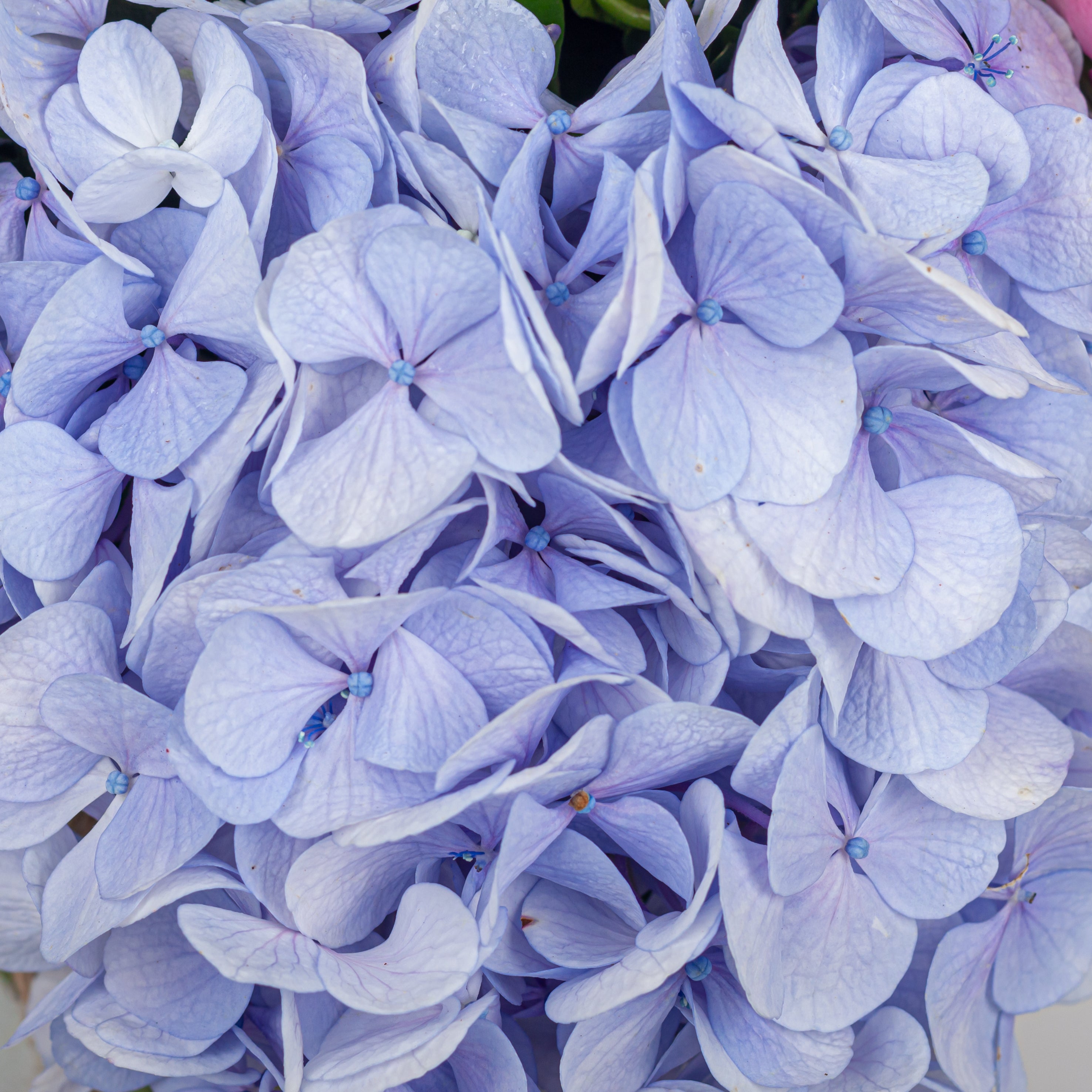 Purple flowers