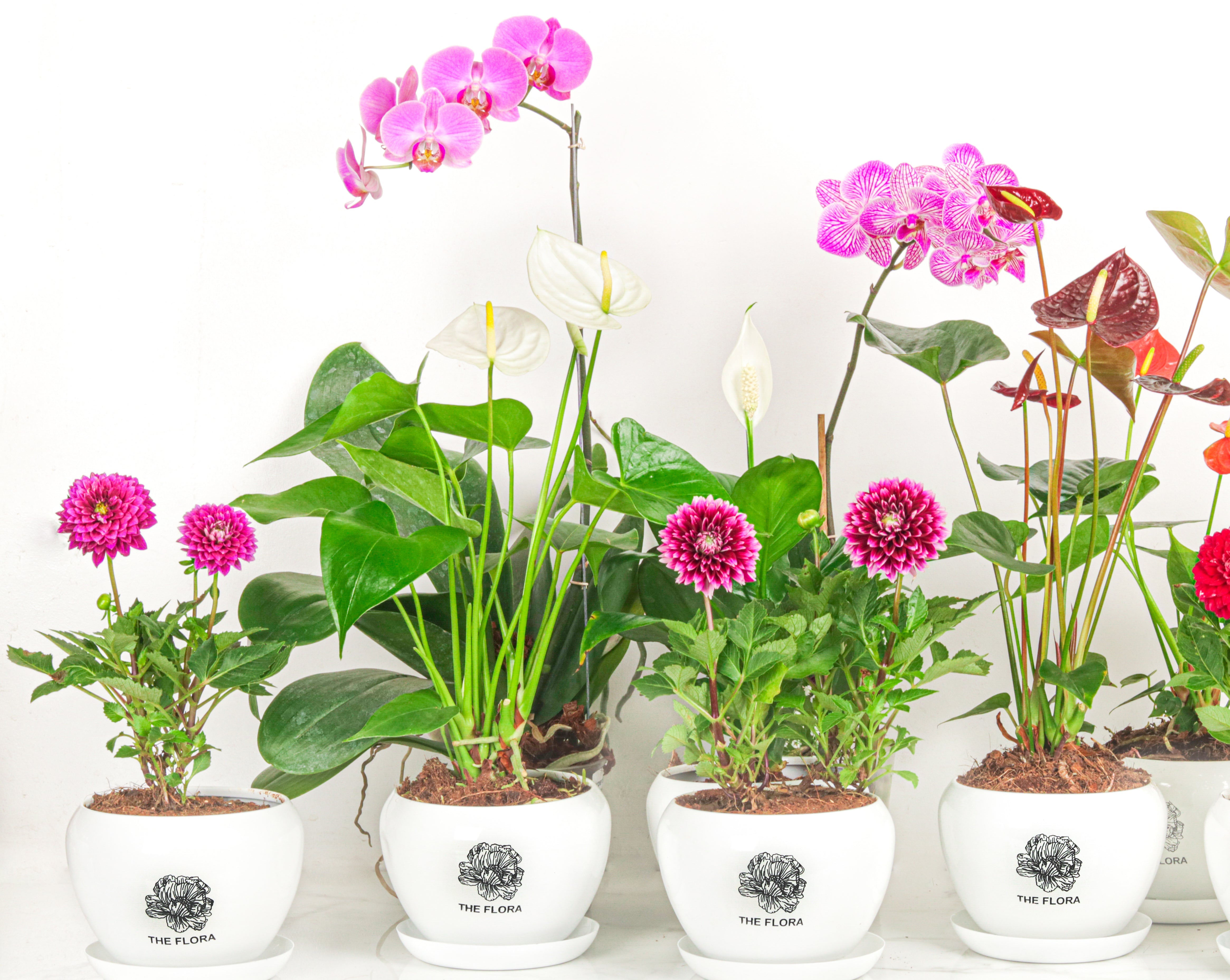 Buy Plants With Pots Online: Bring Nature To Your Space