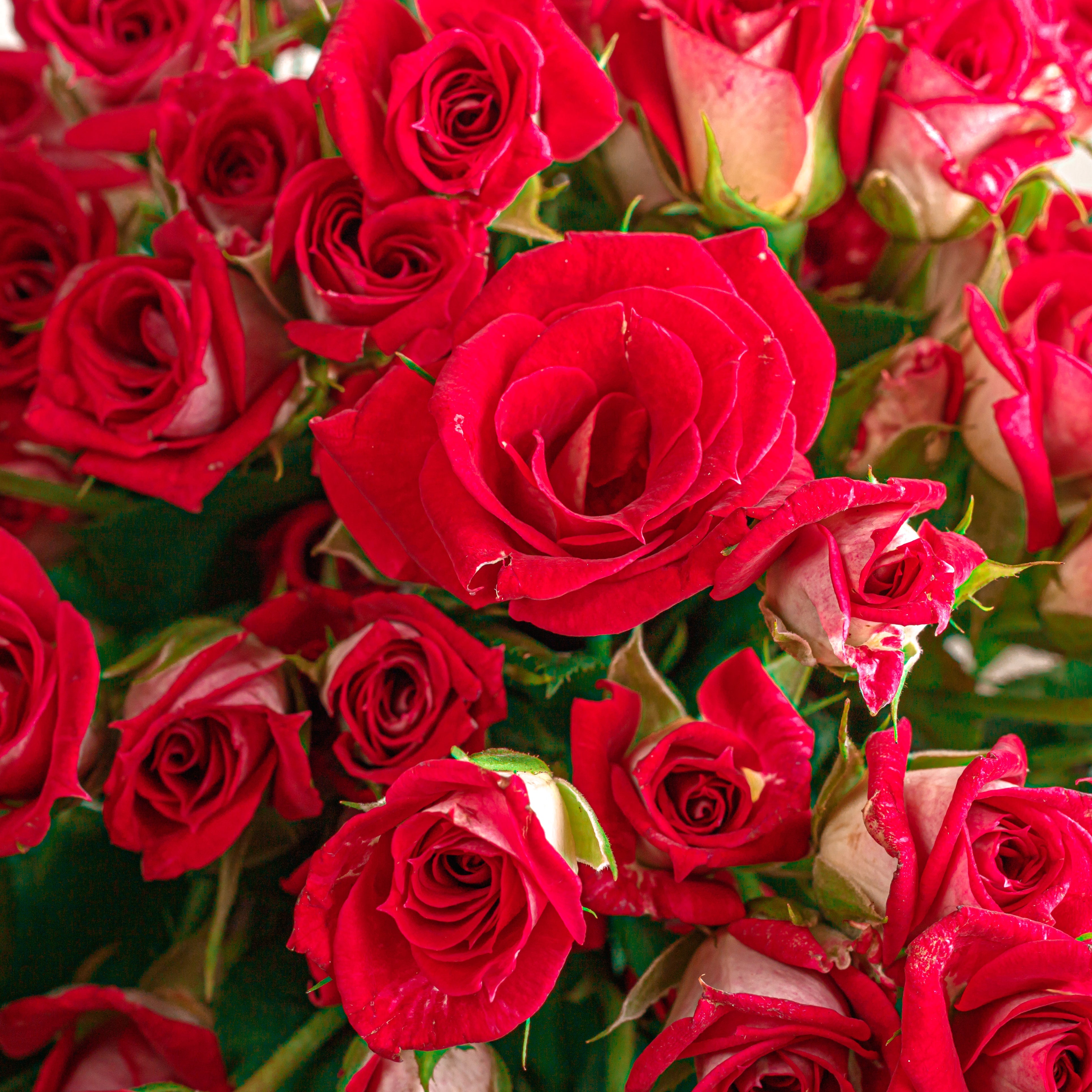 Karwa Chauth Flowers: Elegant Bouquets To Celebrate Love & Devotion