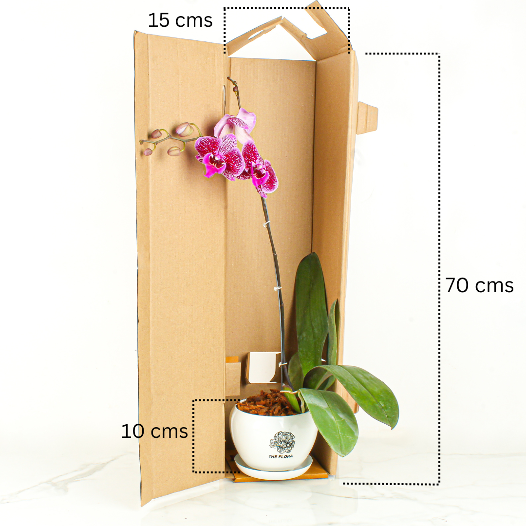 THE FLORA "Happy Hour" Pot