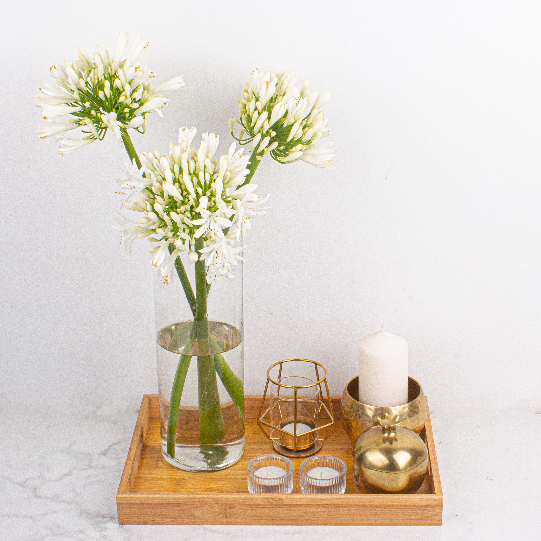 Agapanthus