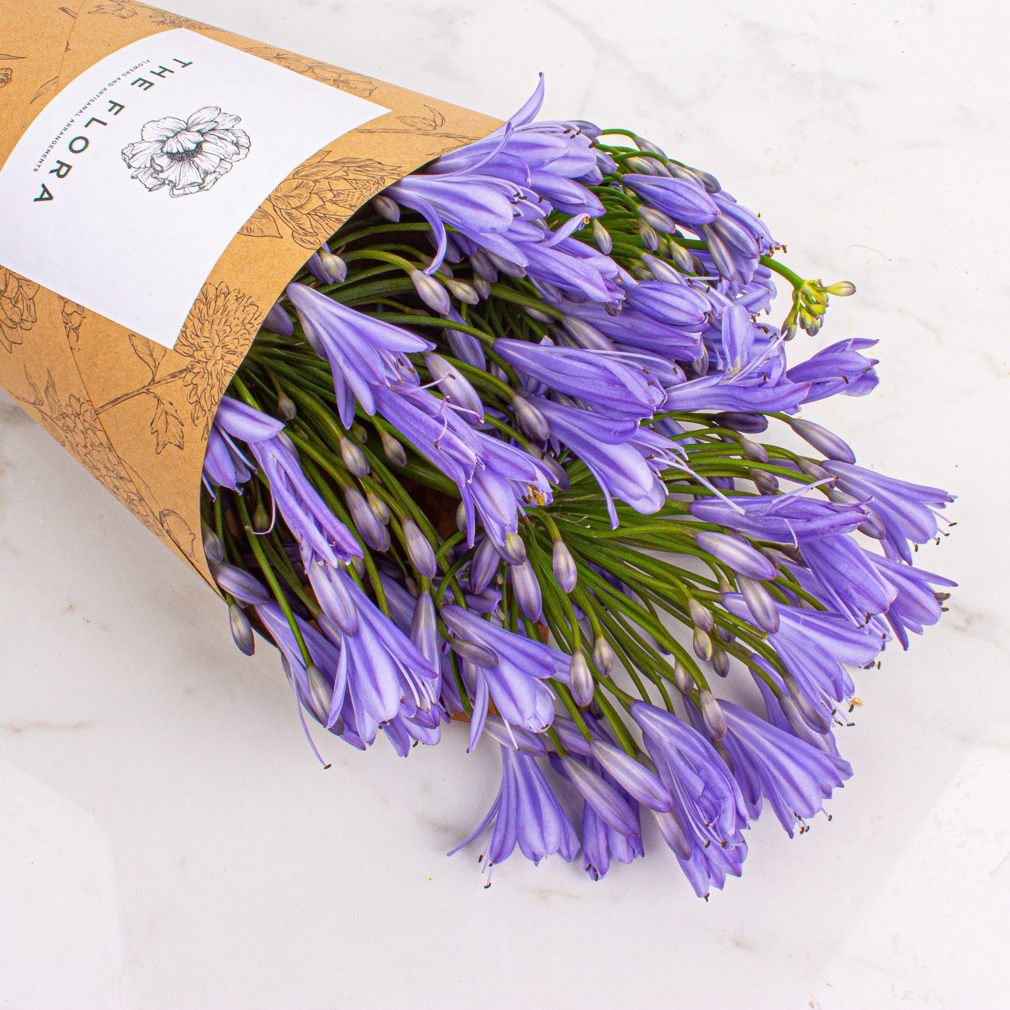 Agapanthus