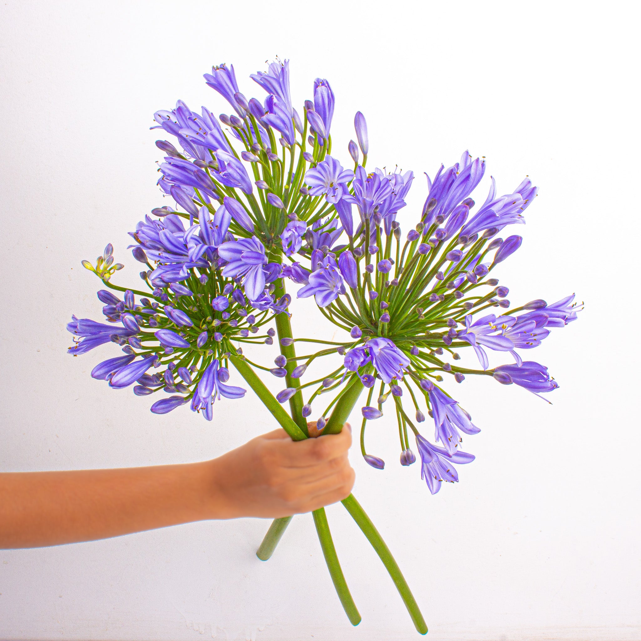 Agapanthus