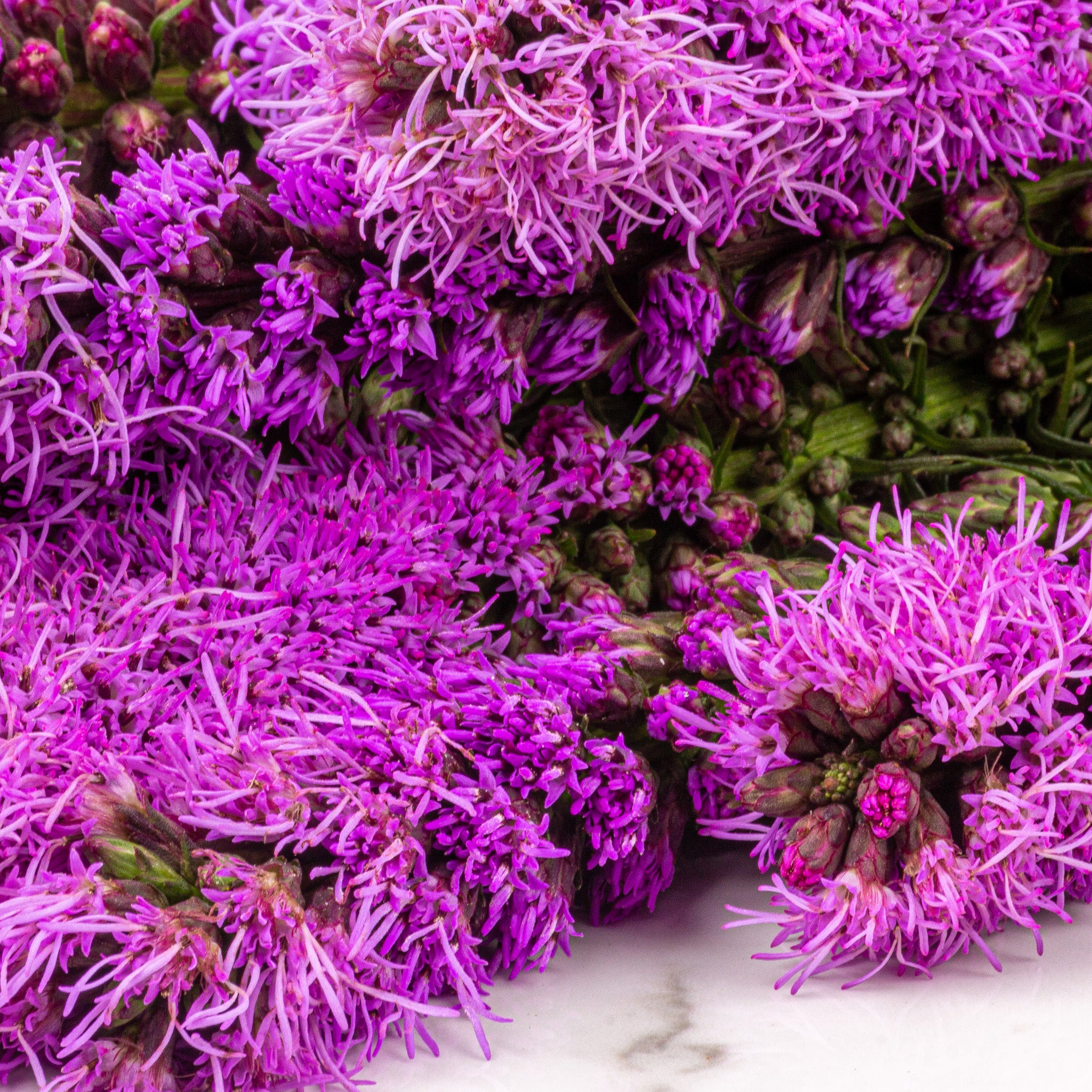 Liatris