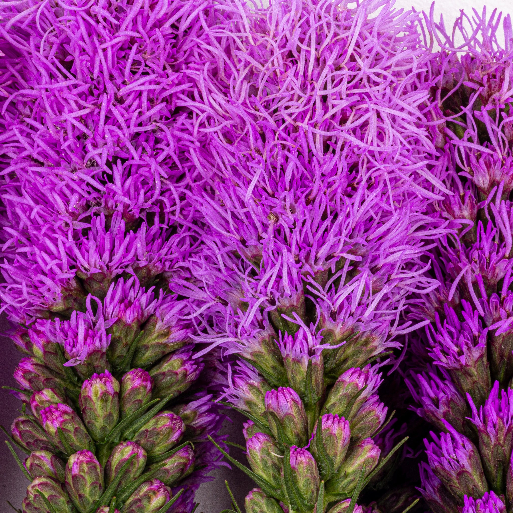 Liatris