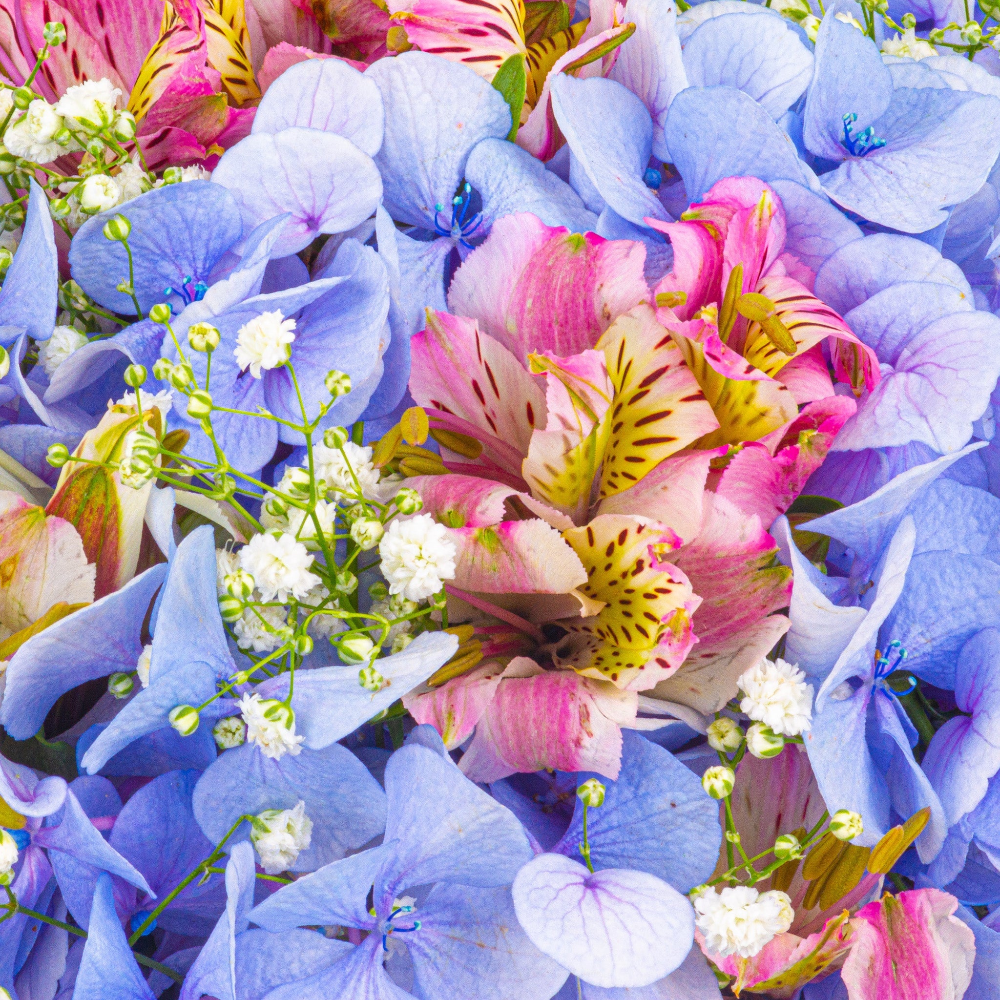 Blue Floraison //Delhi
