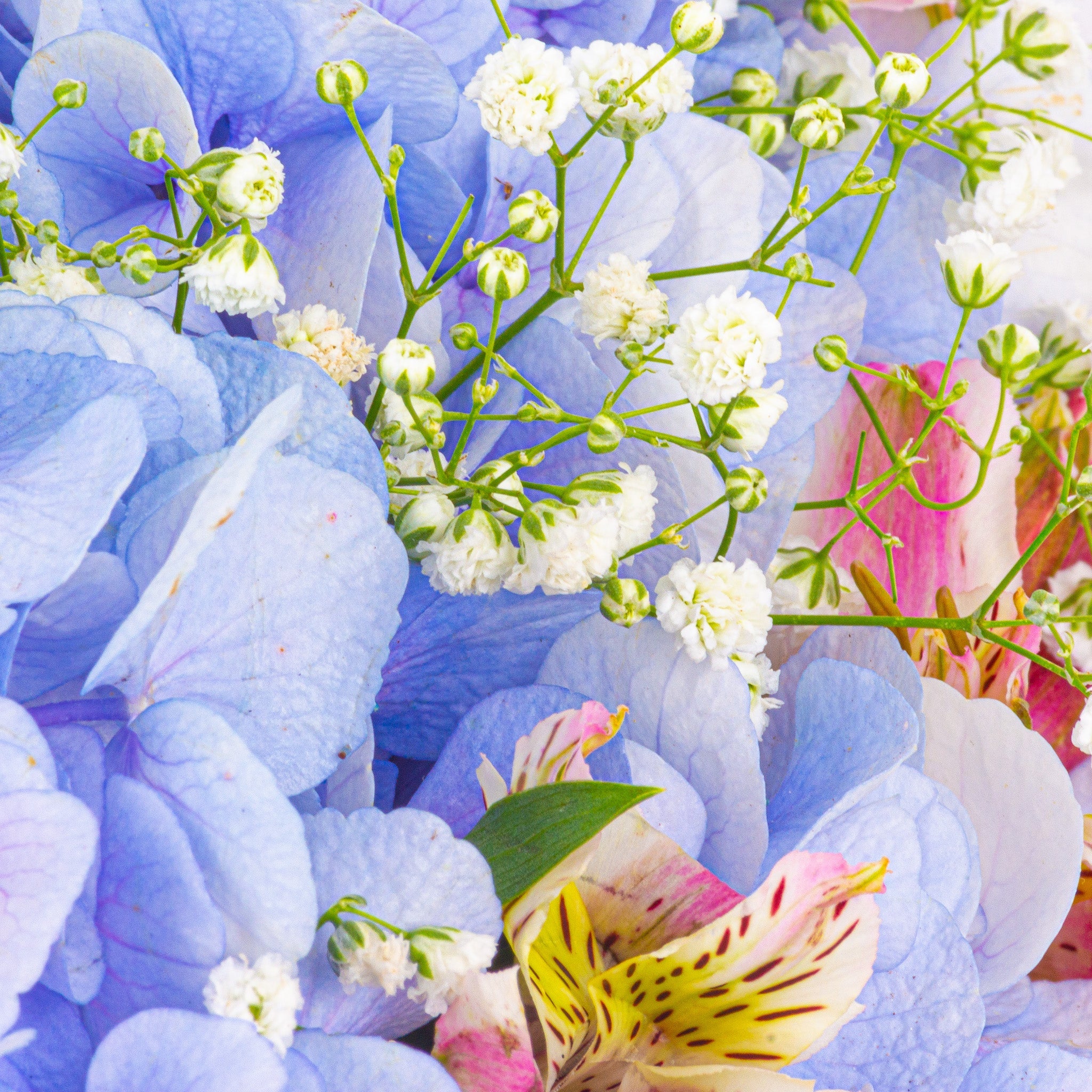 Blue Floraison //Delhi