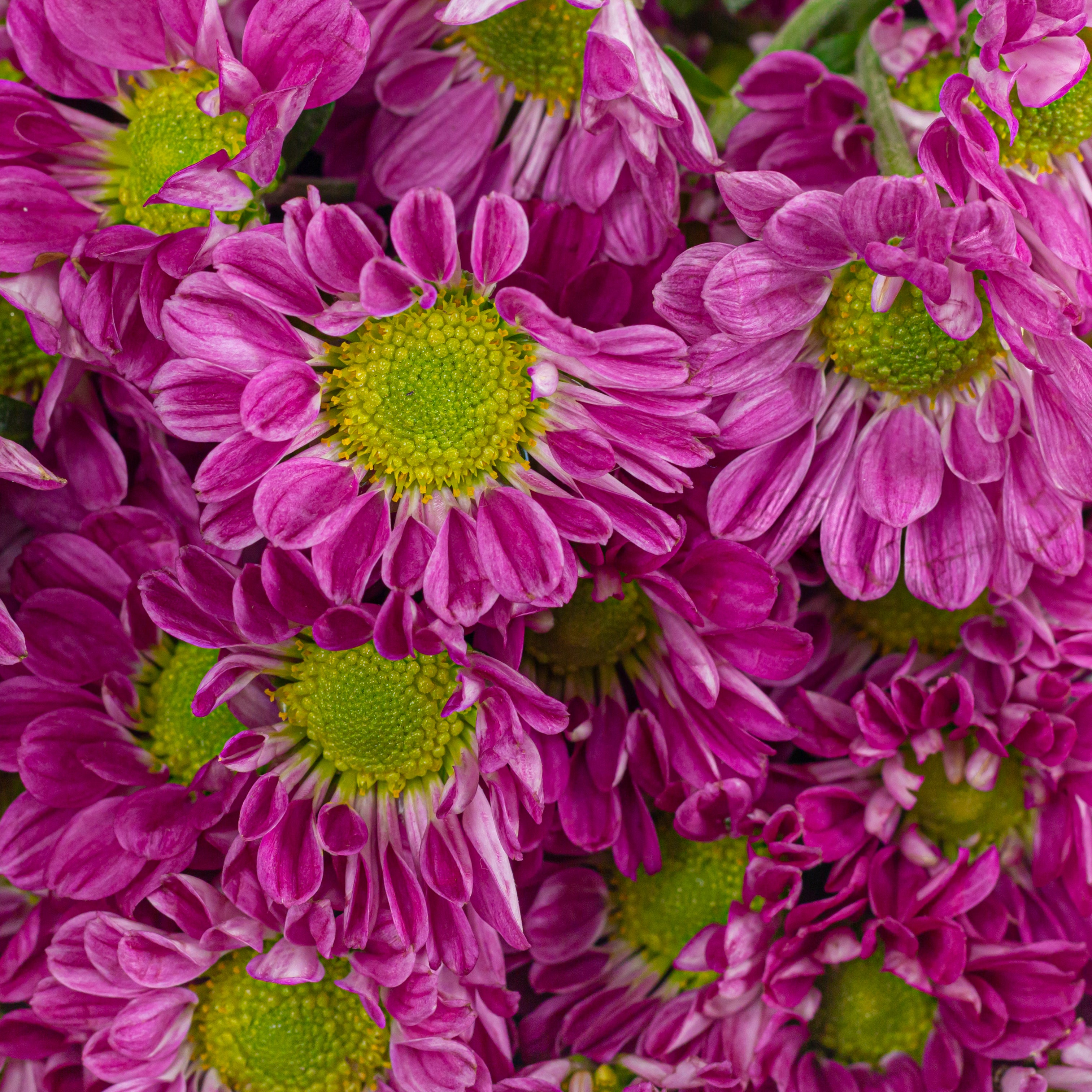 Close-up of pink flowers with green centers of a Bouquet of pink flowers Santini Chrysanthemums. Online cut flowers n sustainable packaging from www.theflora.in