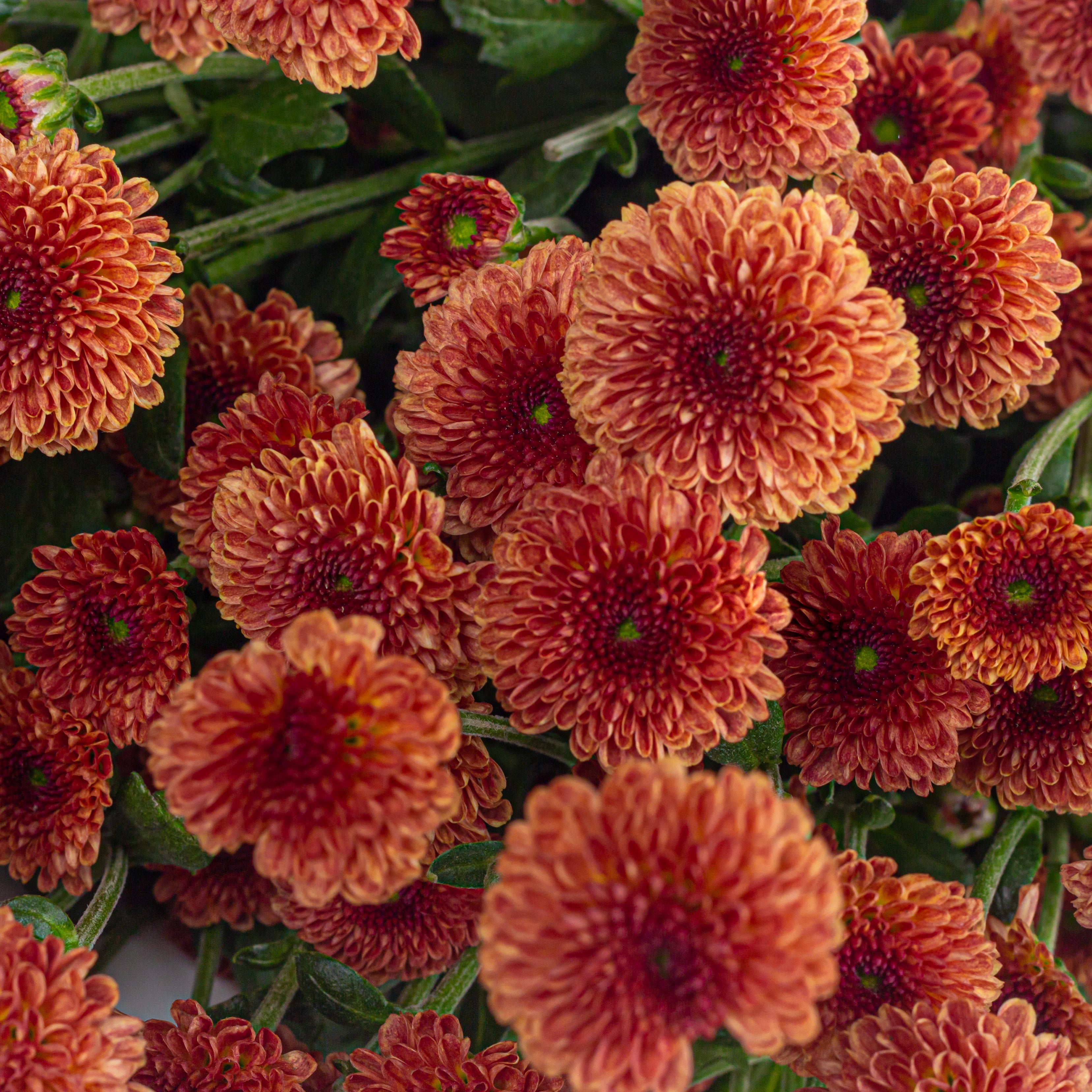Button Chrysanthemums