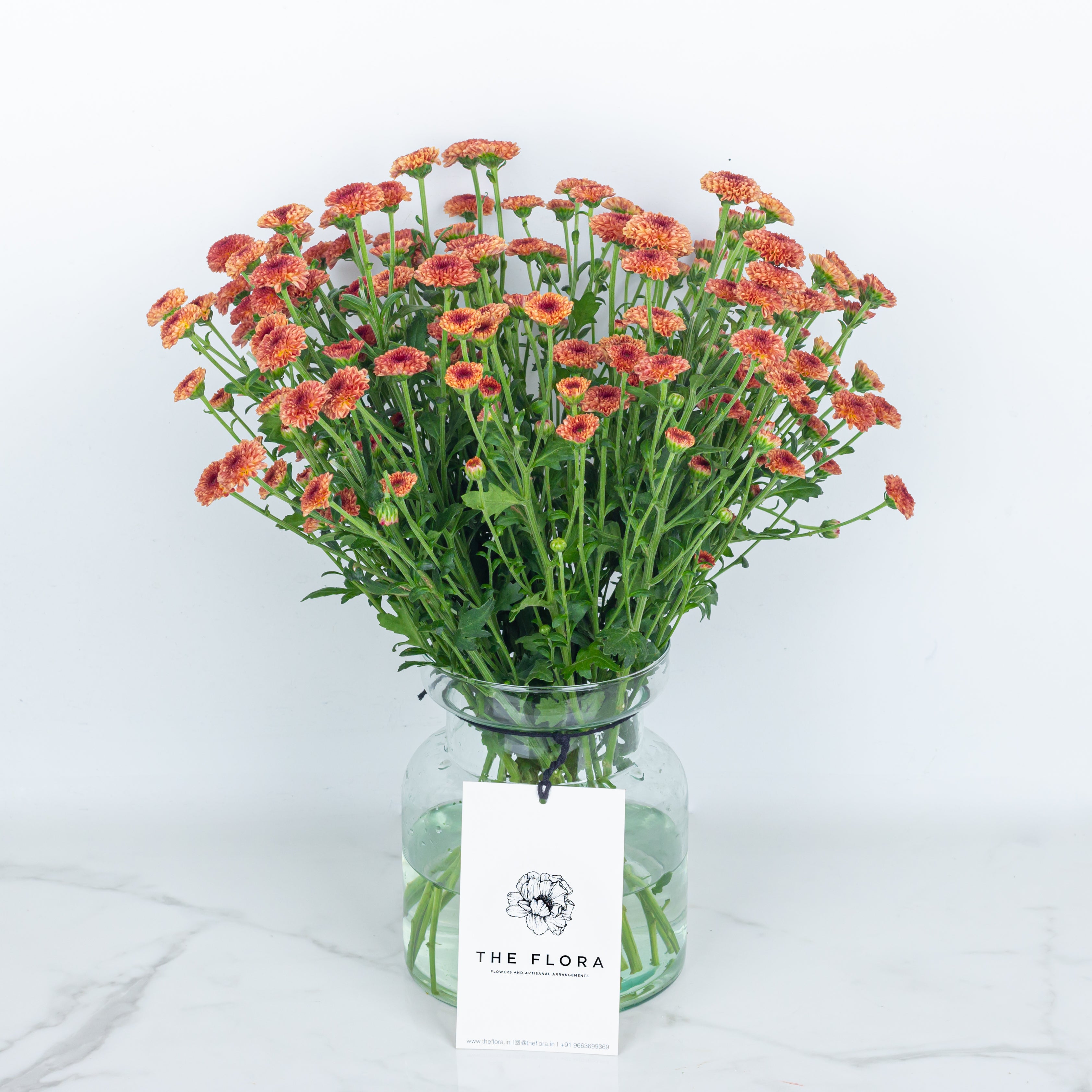 Button Chrysanthemums