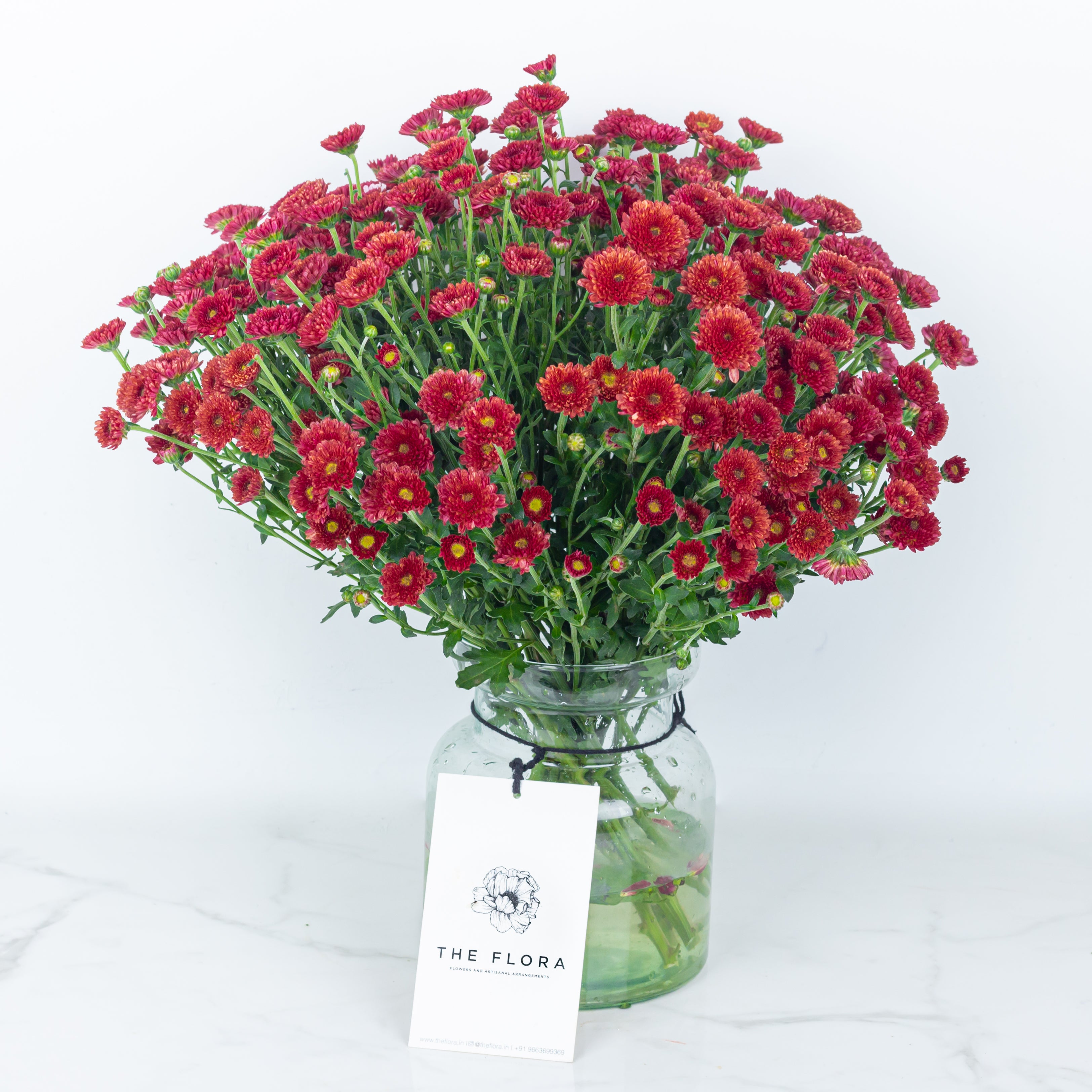 Button Chrysanthemums