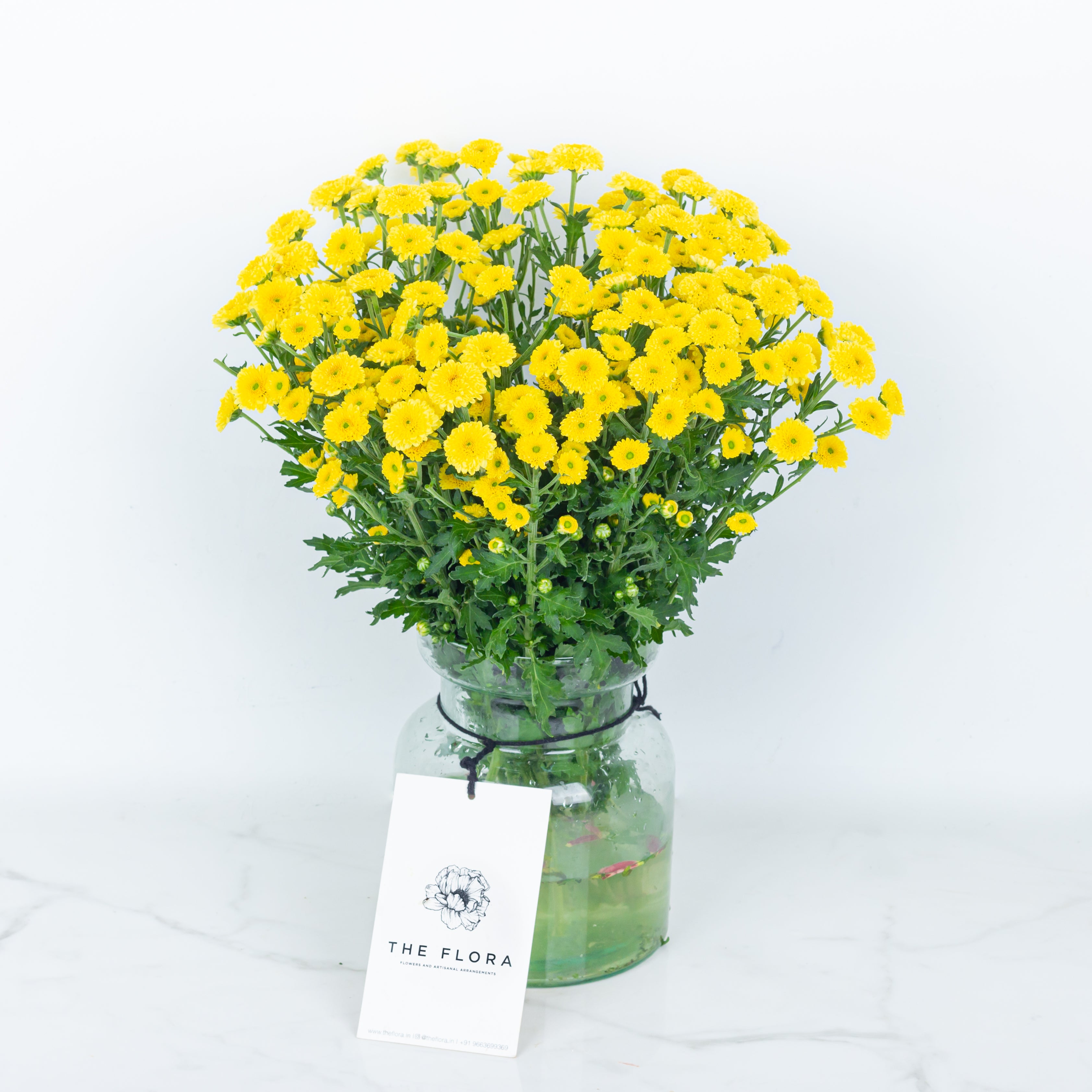 Button Chrysanthemums