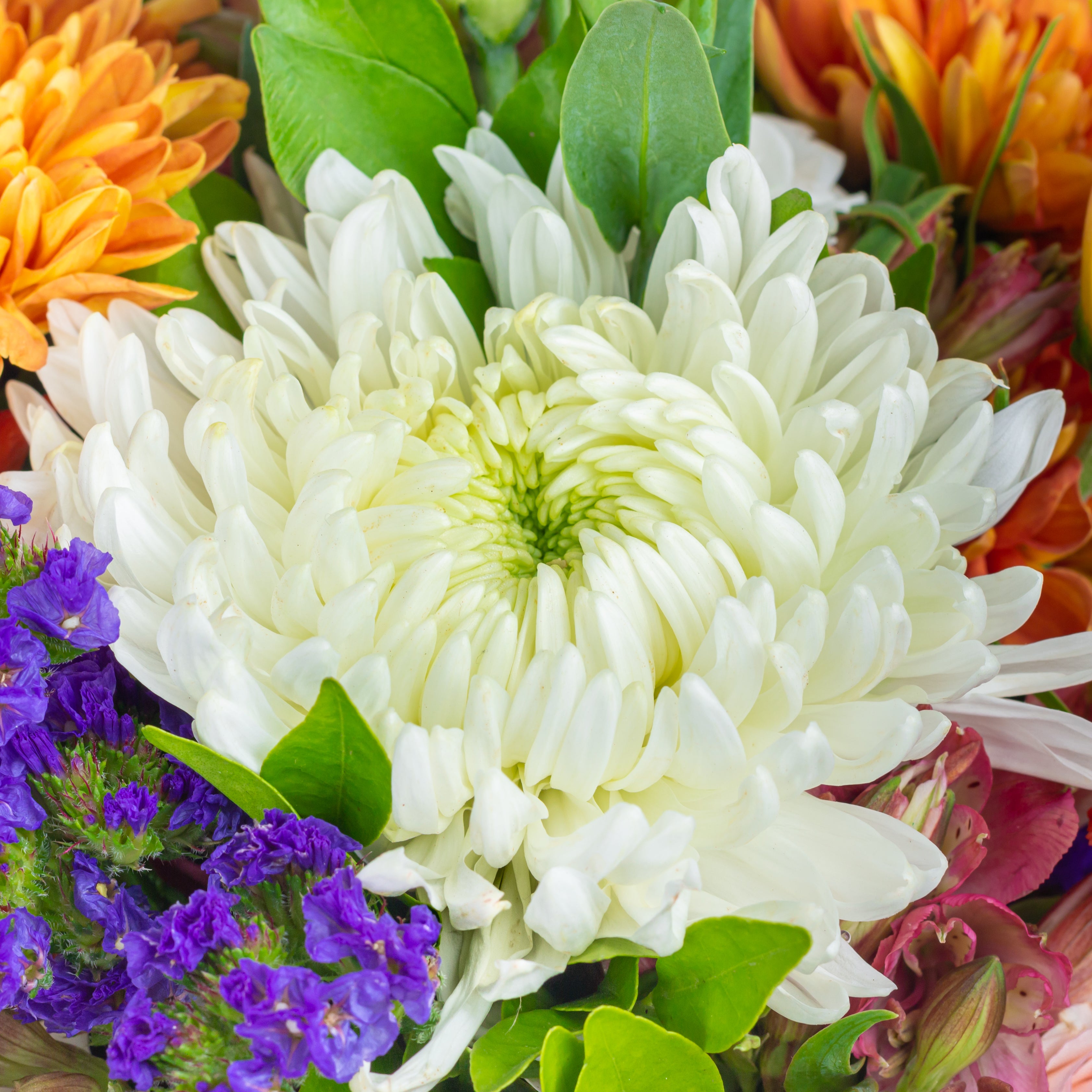 close up of a Bouquet of colorful flowers including orange, purple, and white. called Guardian Grace with Alstroemeria, Lisianthus , Disbud Chrysanthemums, Blue Statice and Roses. Online artisanal bouquets with same day delivery in sustainable packaging at www.theflora.in