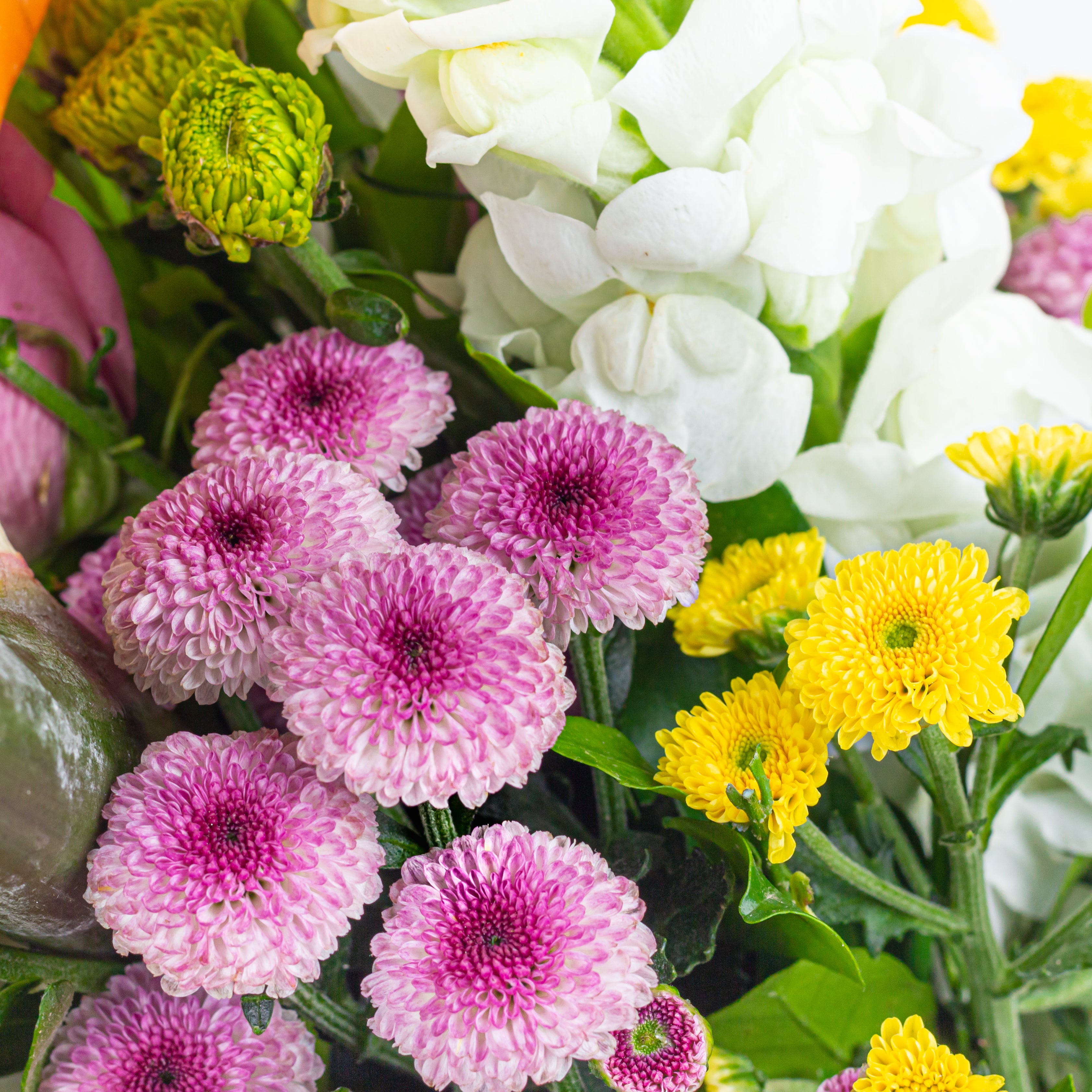 Close up of Bouquet of flowers with green chrysanthemums, pink roses, and white baby's breath.. An artisanal bouquet called with all my heart curated with Birds of Paradise, Button Chrysanthemums and roses. Online artisanal bouquets with same day delivery in sustainable packaging at www.theflora.in