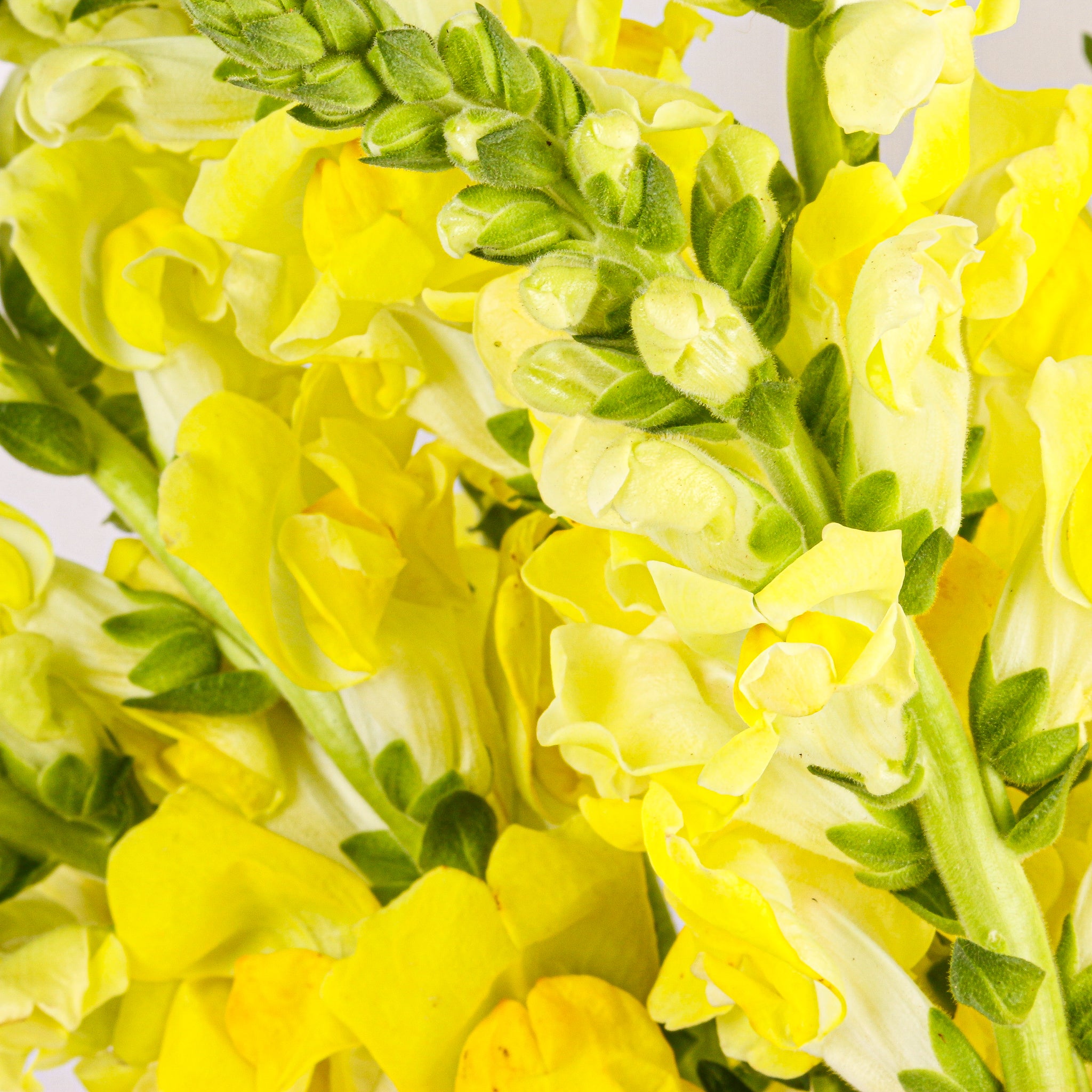 Snapdragon