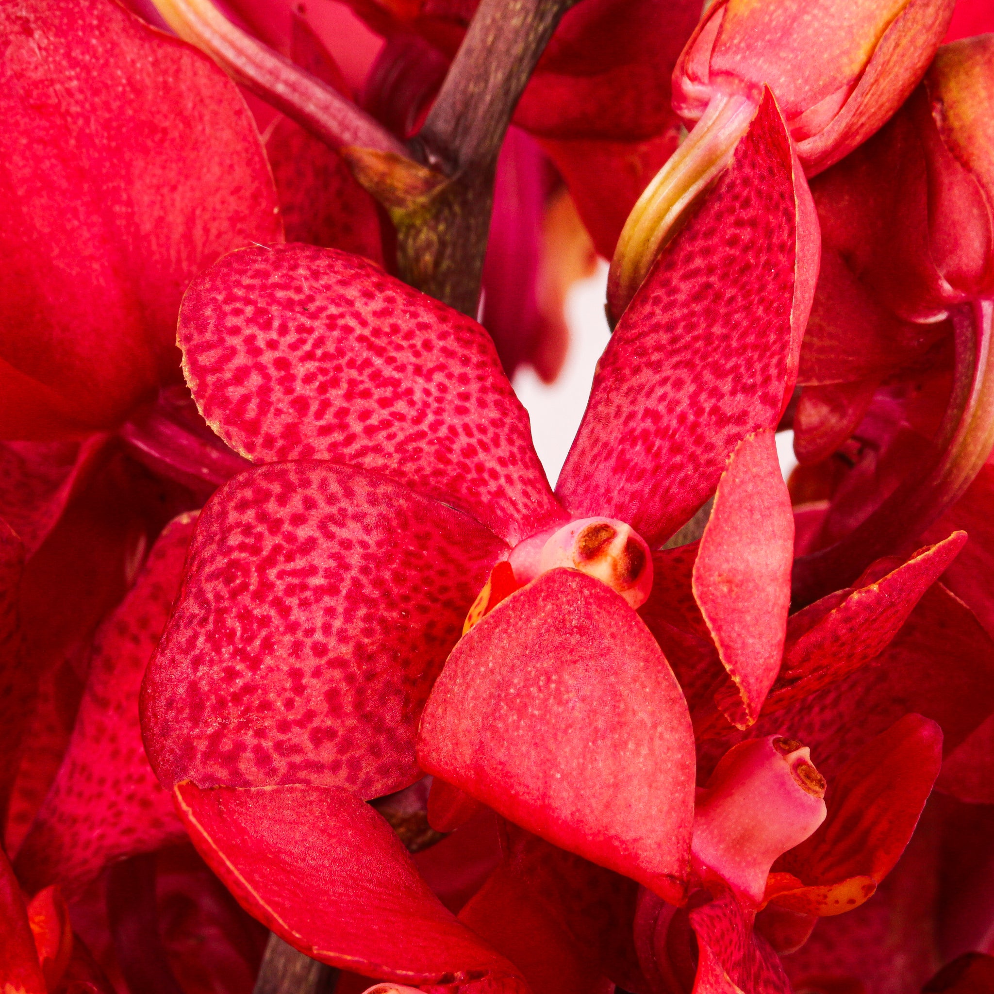 Mokara Orchids