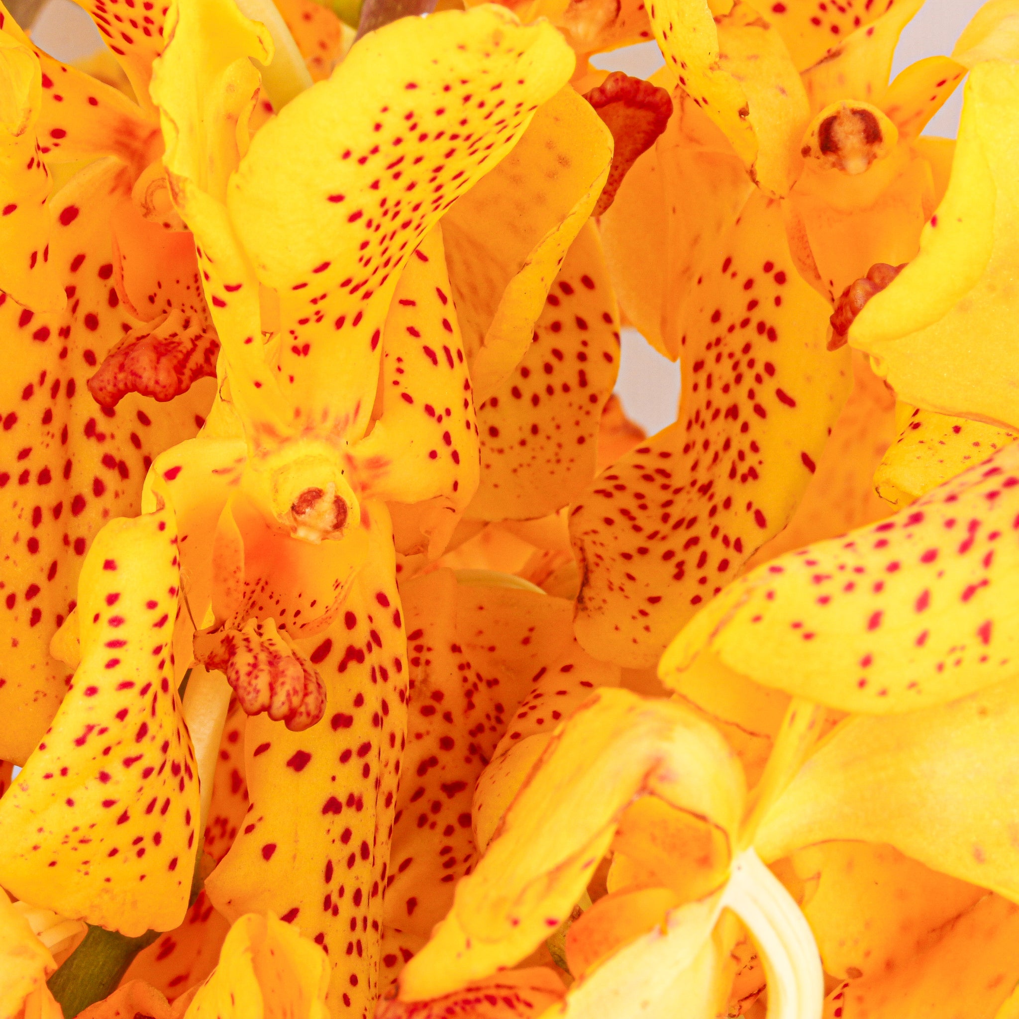 Mokara Orchids