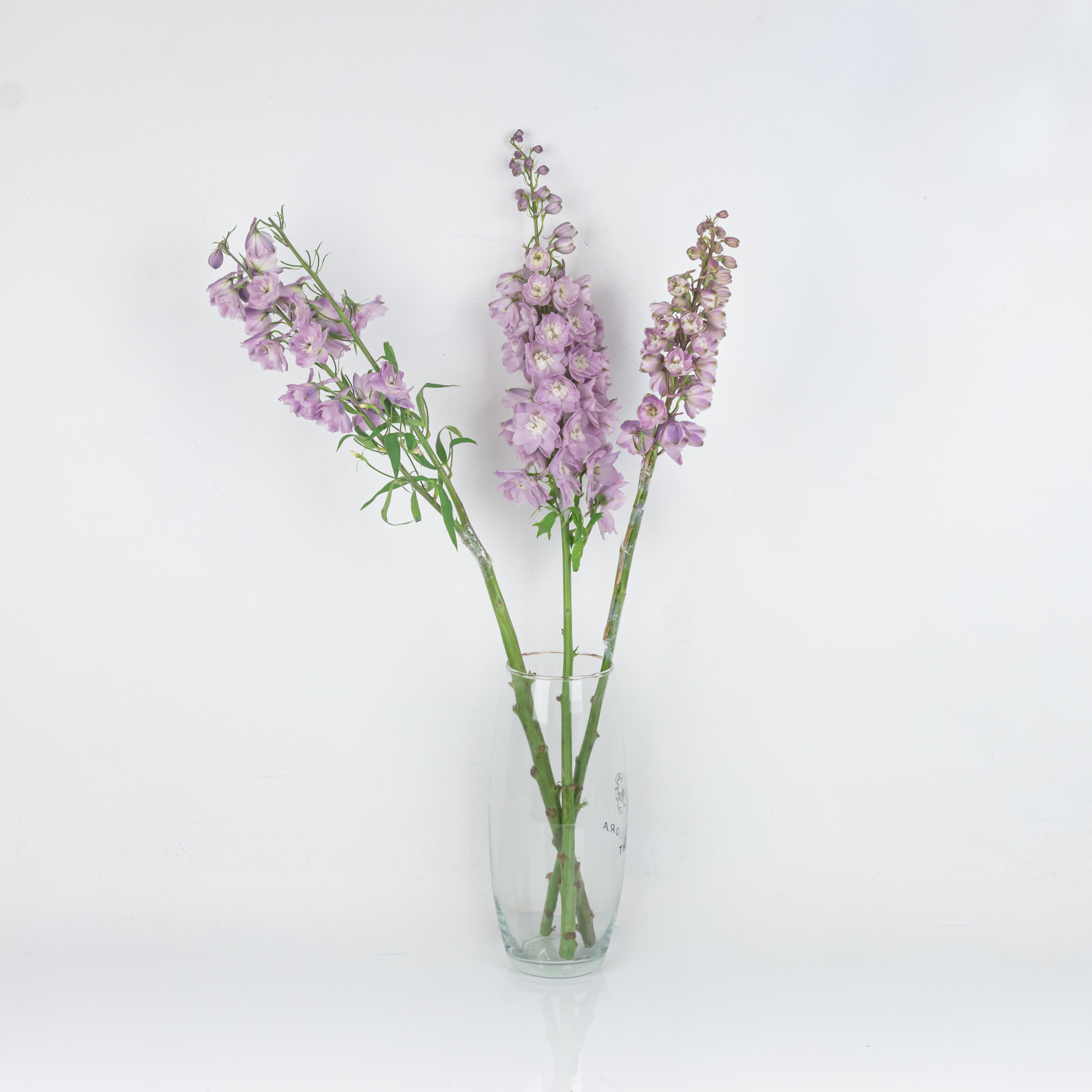 Subscribe to Cut Flowers - Luxury//version1 bangalore