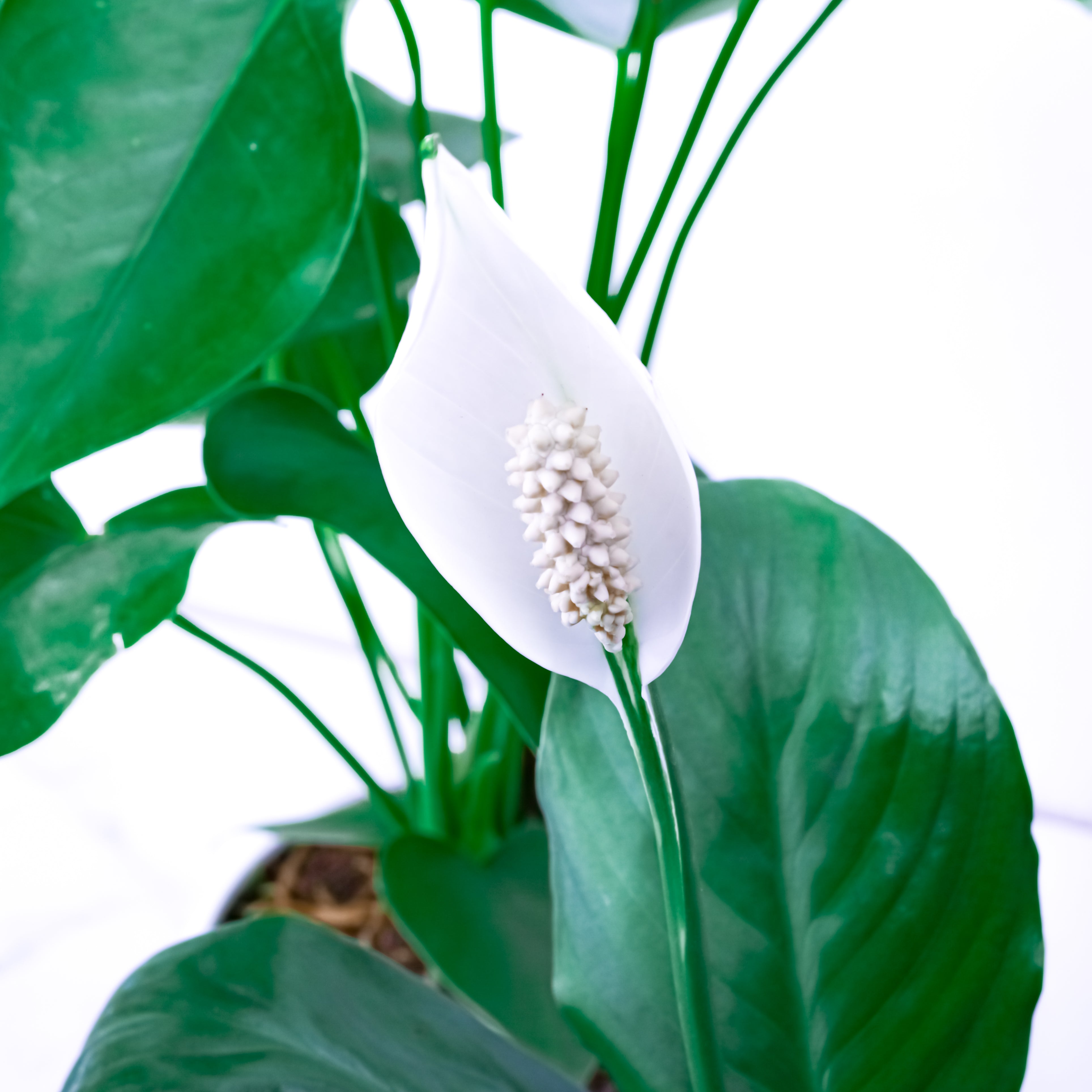 Festive Calm (Peace Lily with Puja flowers, Dried Apricots & Pecan nuts)