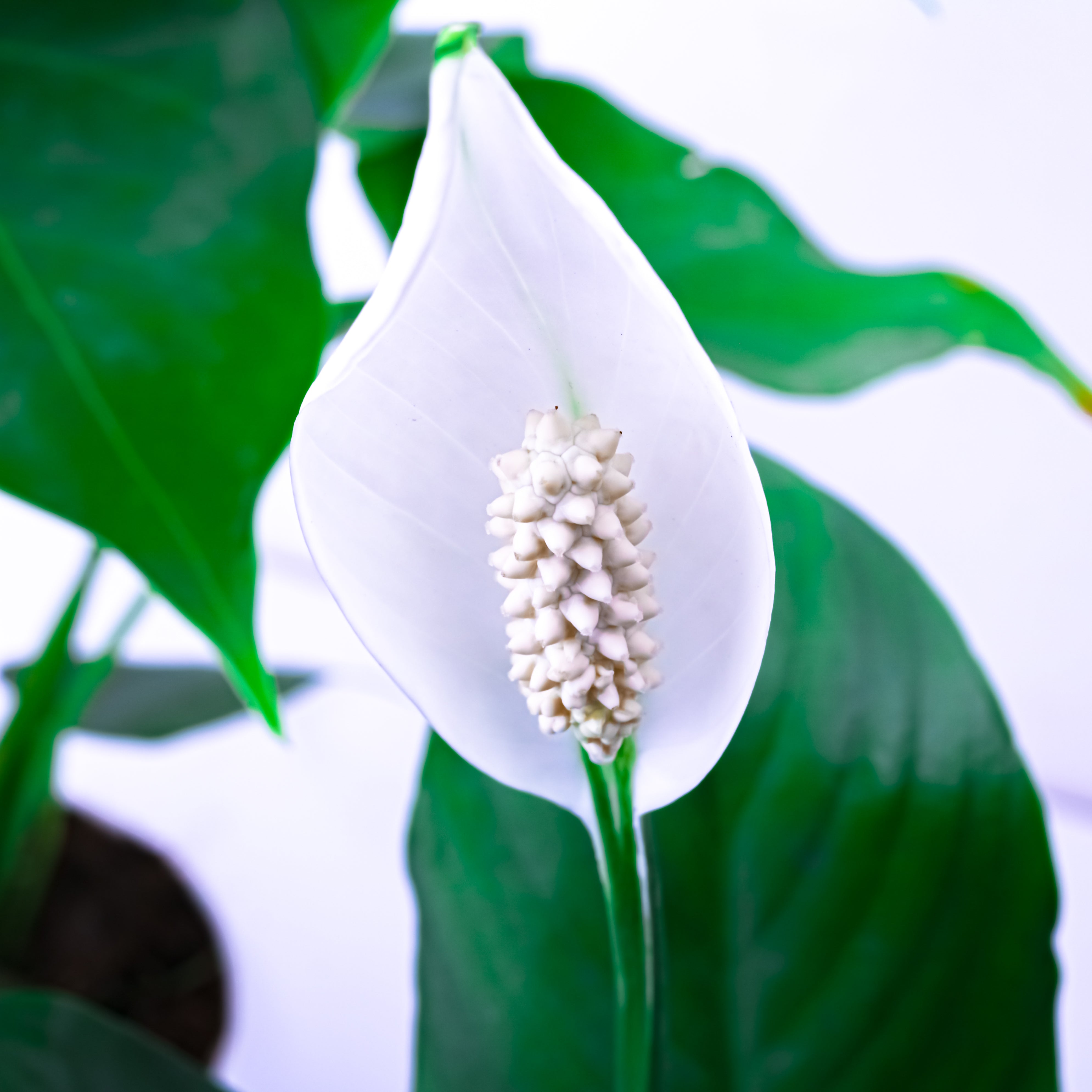 Festive Calm (Peace Lily with Puja flowers, Dried Apricots & Pecan nuts)