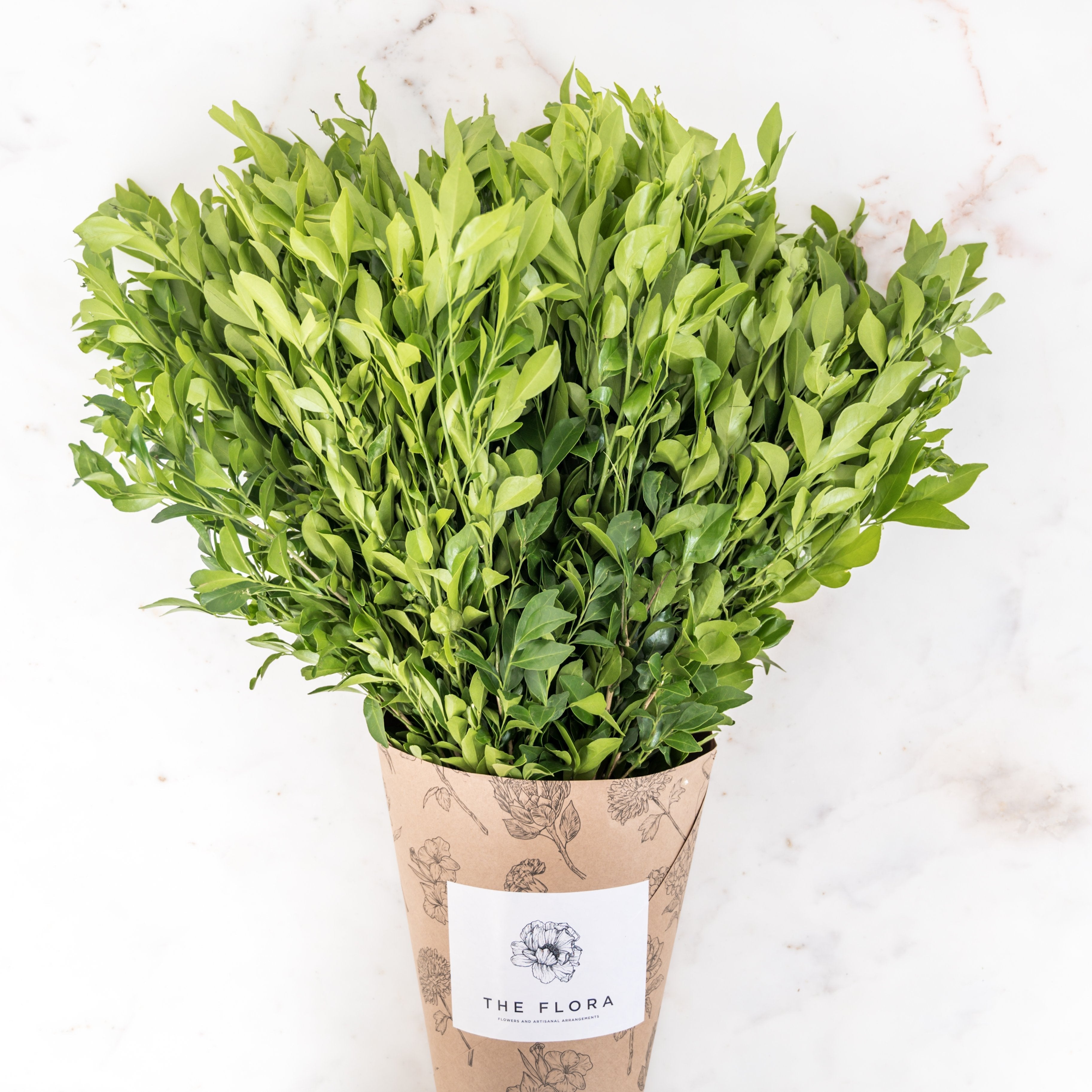 Kamini Leaves //Delhi