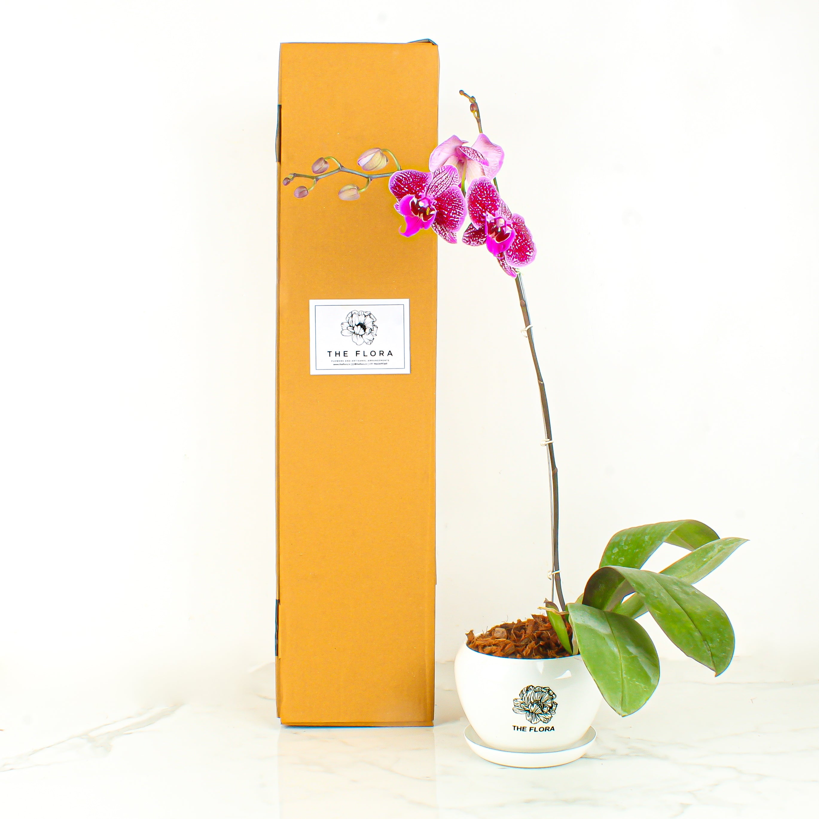 THE FLORA "Happy Hour" Pot
