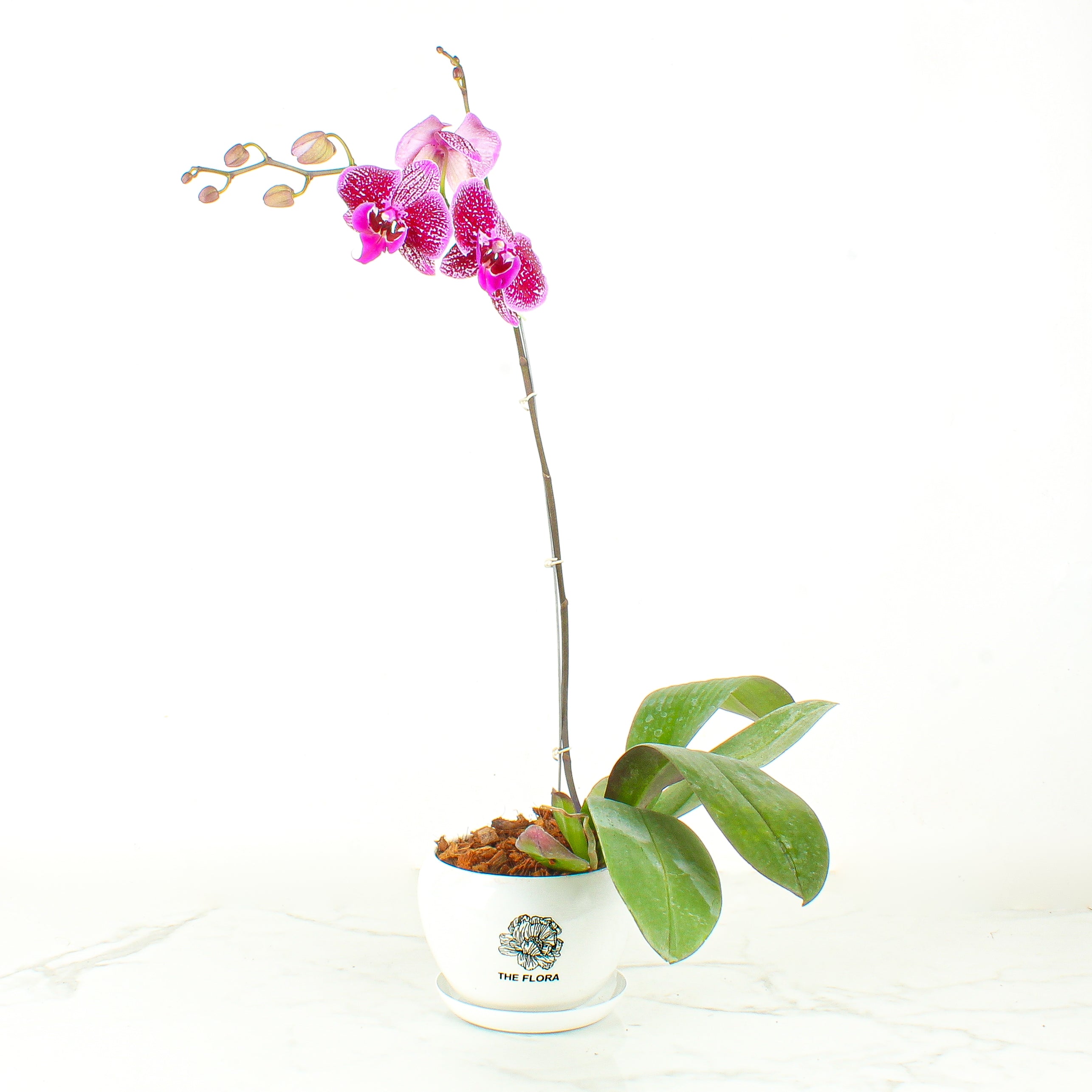 THE FLORA "Happy Hour" Pot