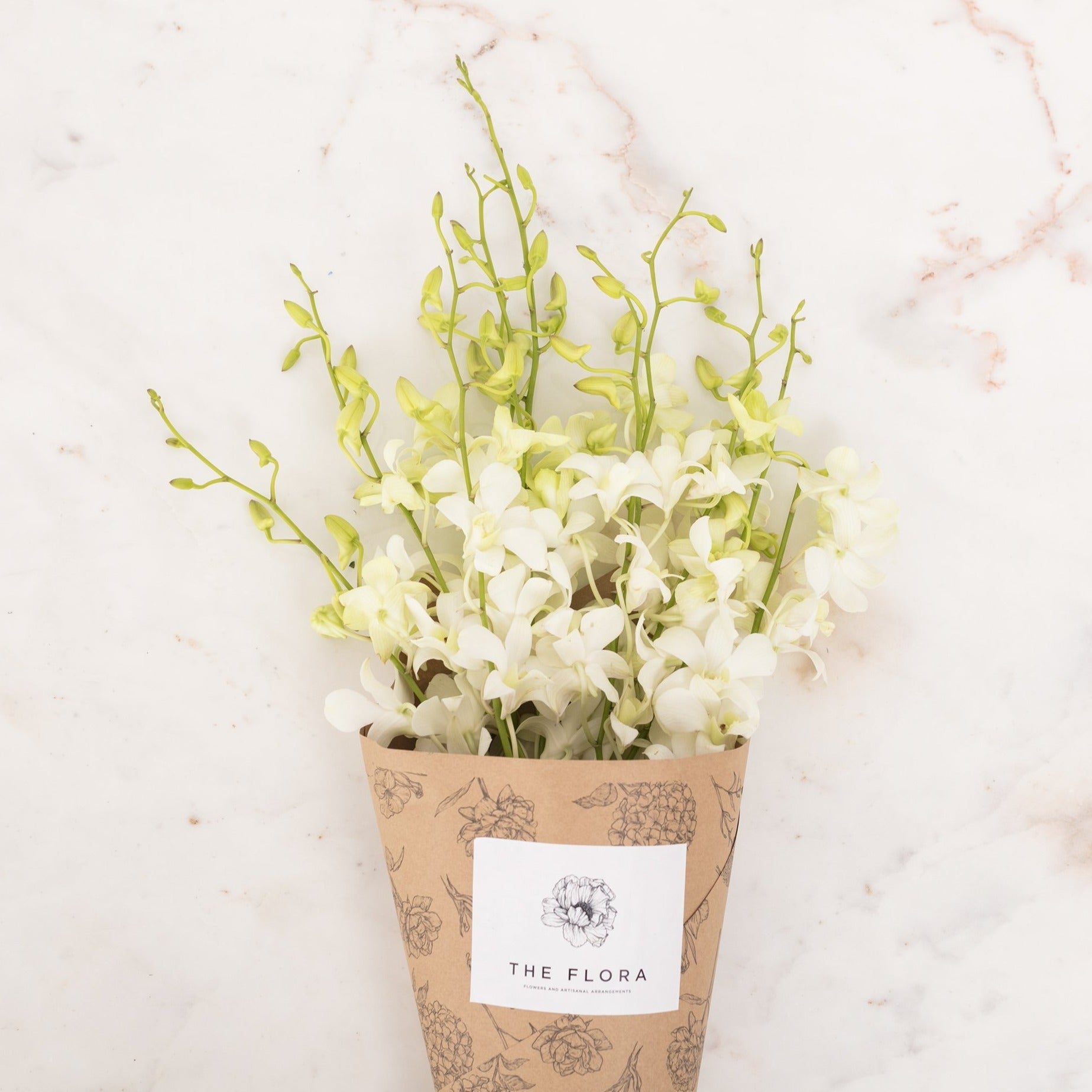 Dendrobium Orchids //Delhi
