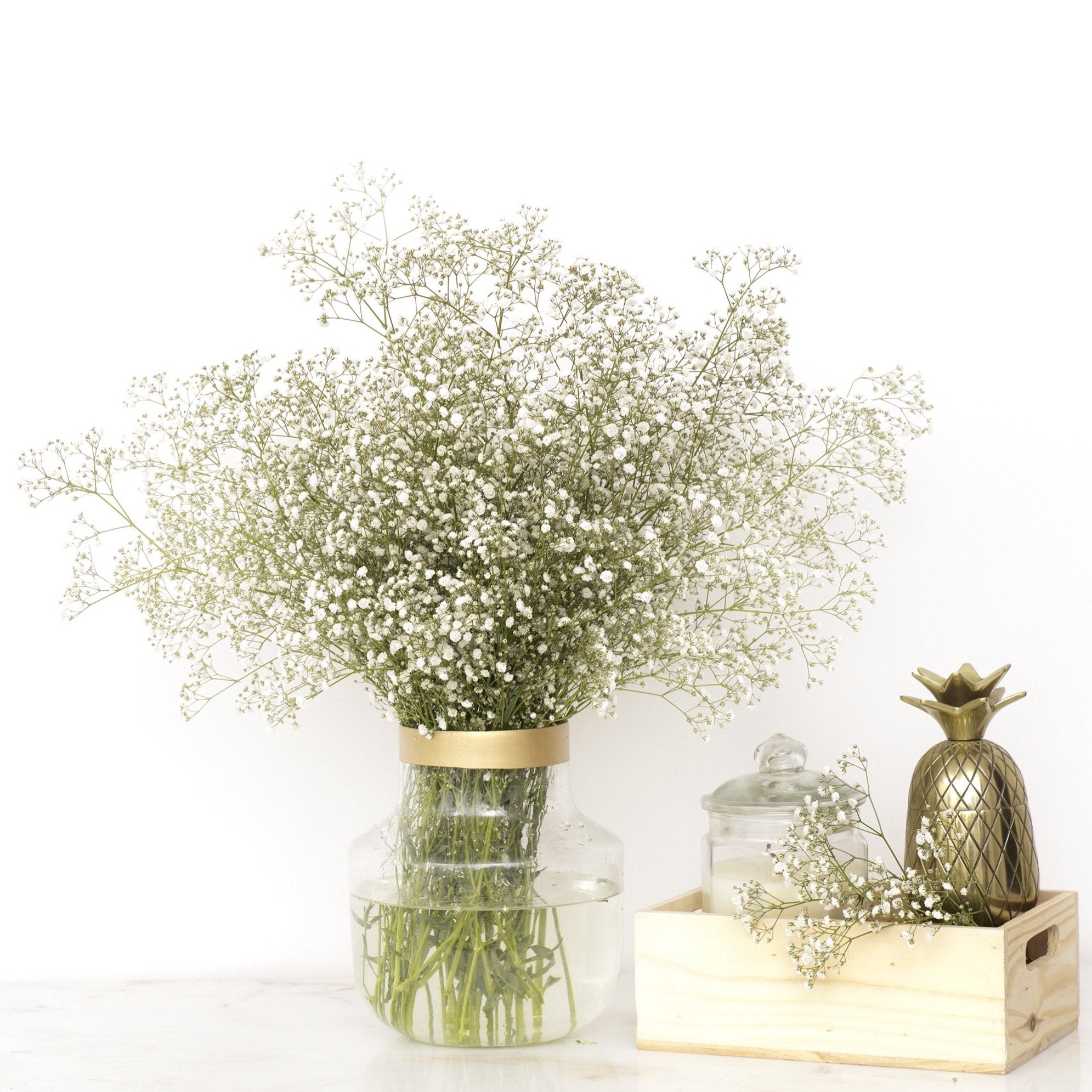 Gypsophila //Delhi