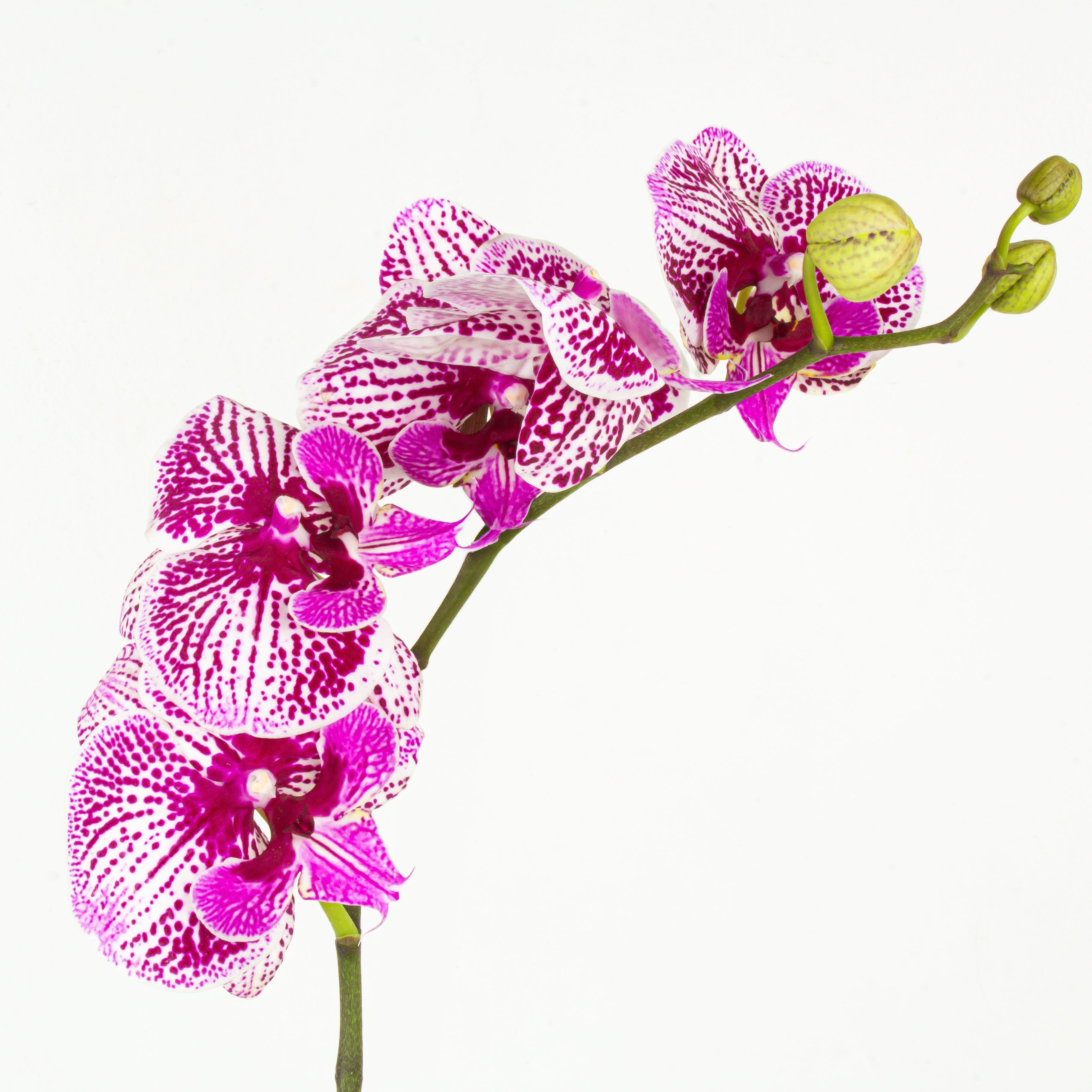 Potted Radiance (Orchids with Puja flowers, Dried Apricots & Pecan nuts)