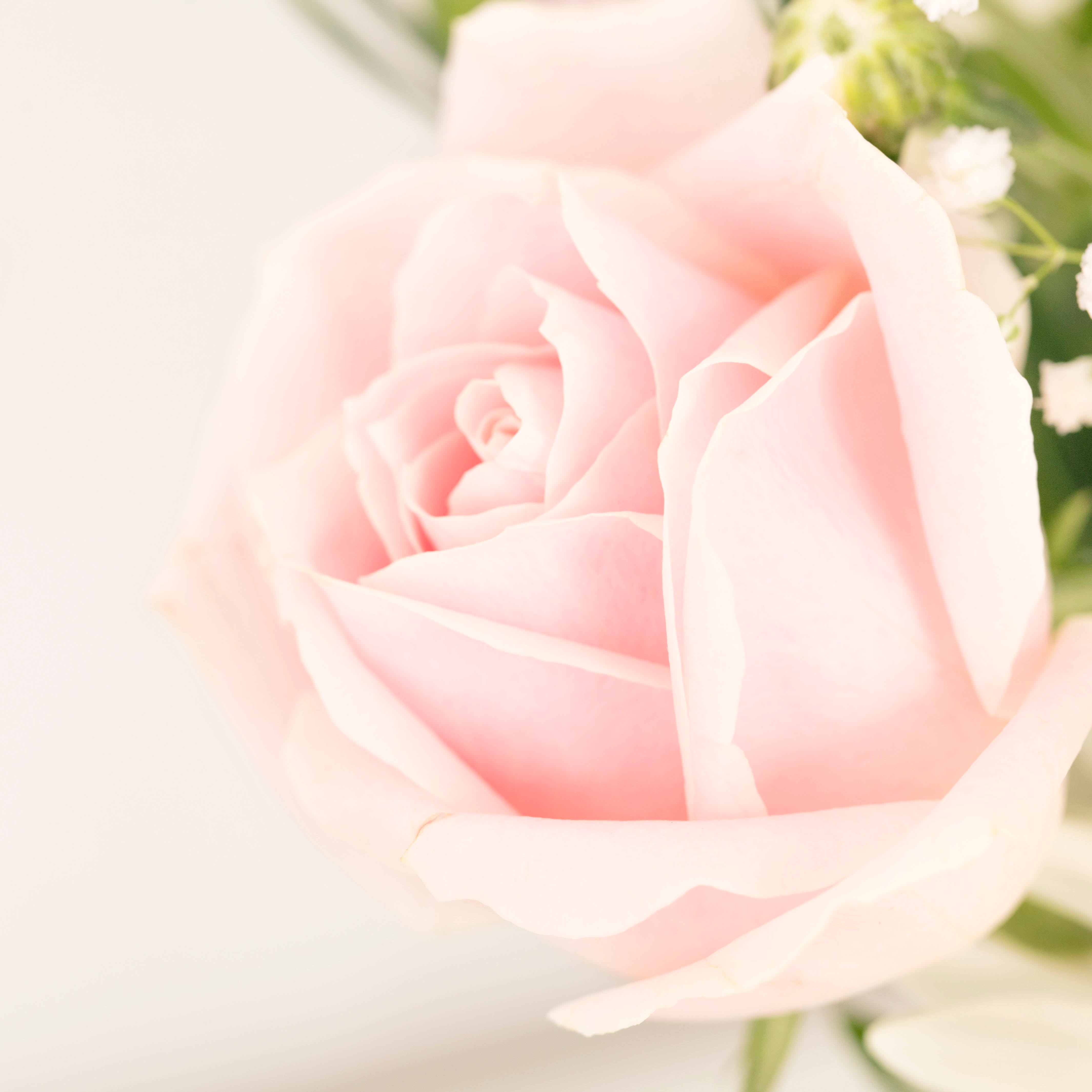 Subscribe to Cut Flowers - DIY Assortment